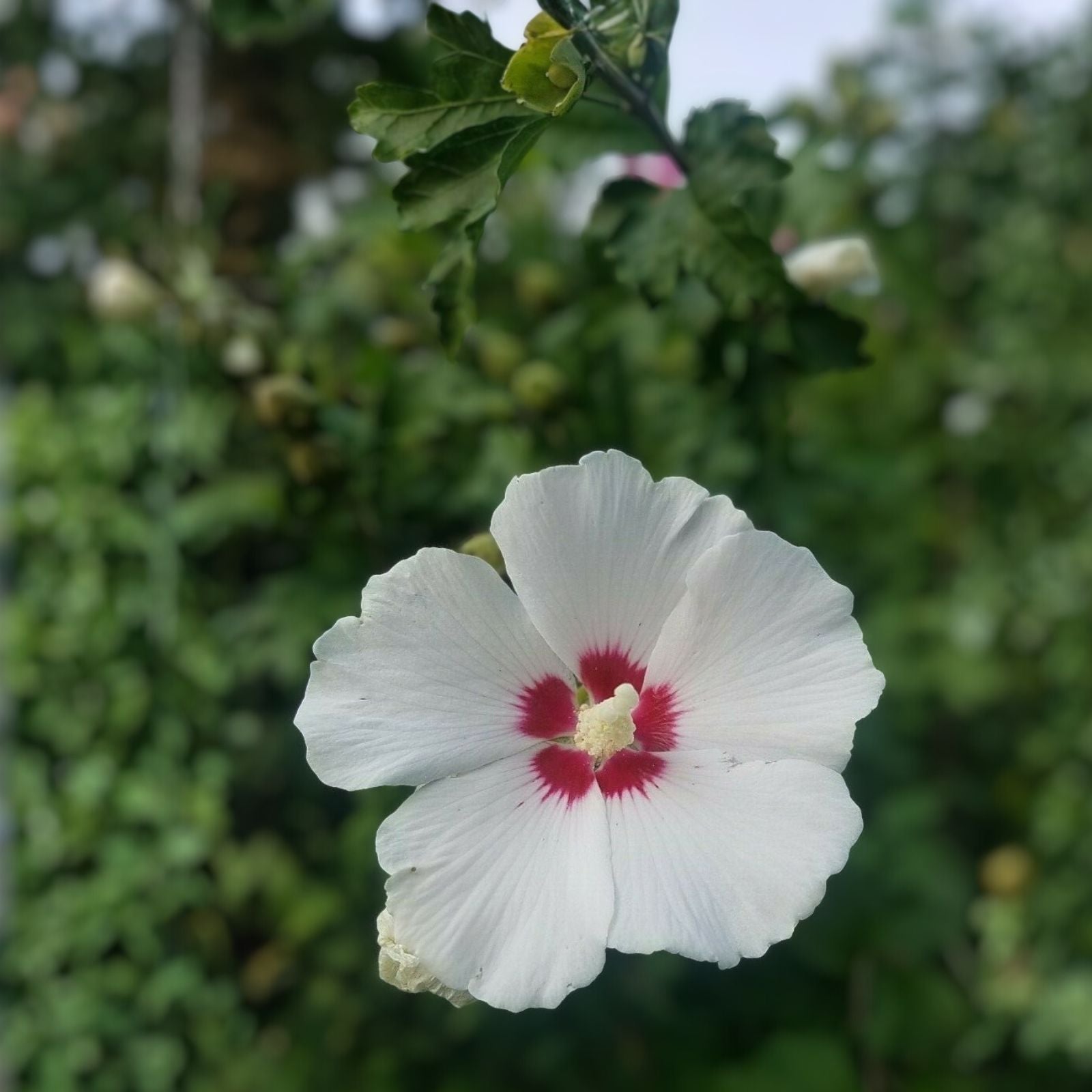 Unrooted Cuttings - White with Maroon Rose of Sharon - Hibiscus syriacus