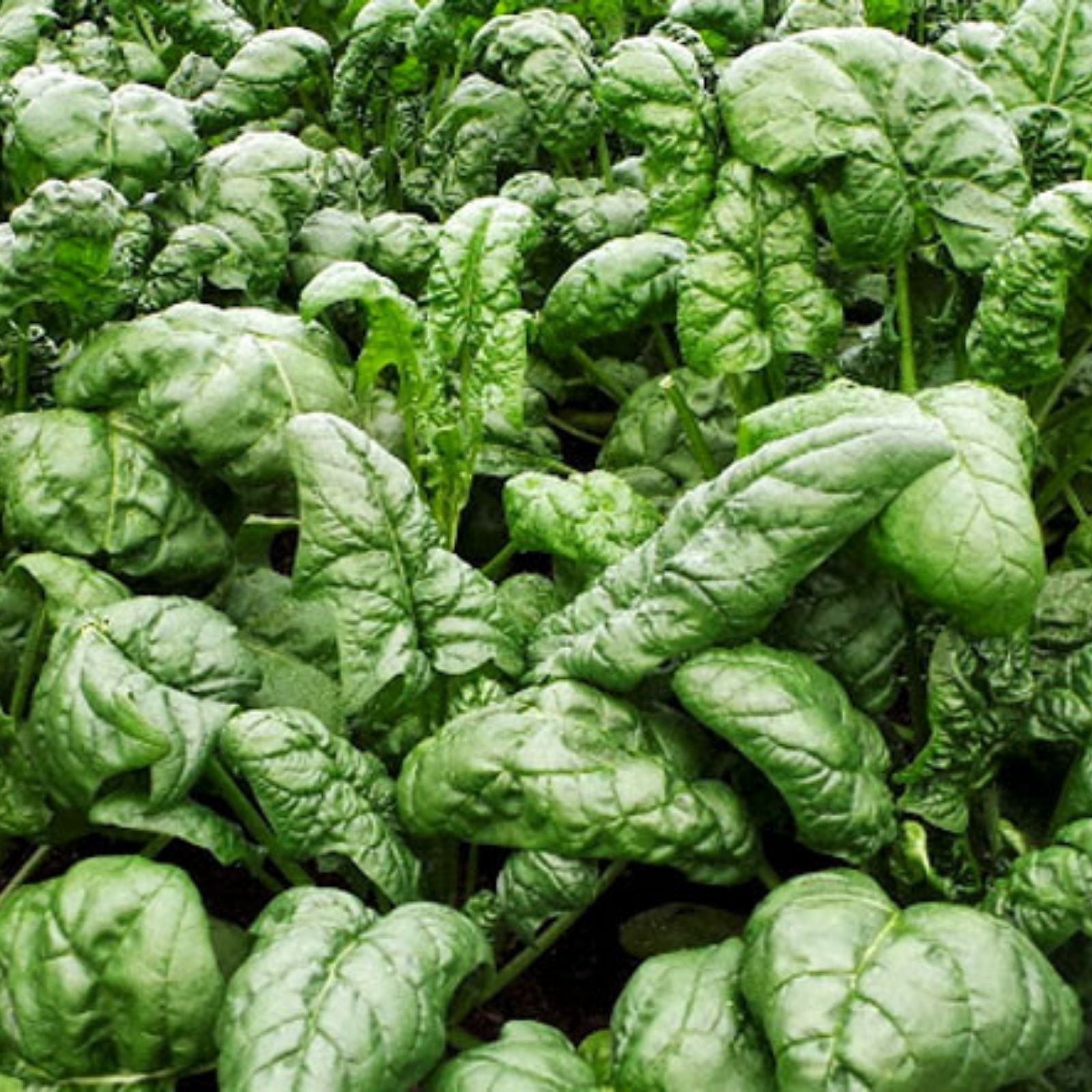 Organic Spinach Seeds 100-Pack Bloomsdale Non-Chemical Treated Spinacia oleracea for Gardening