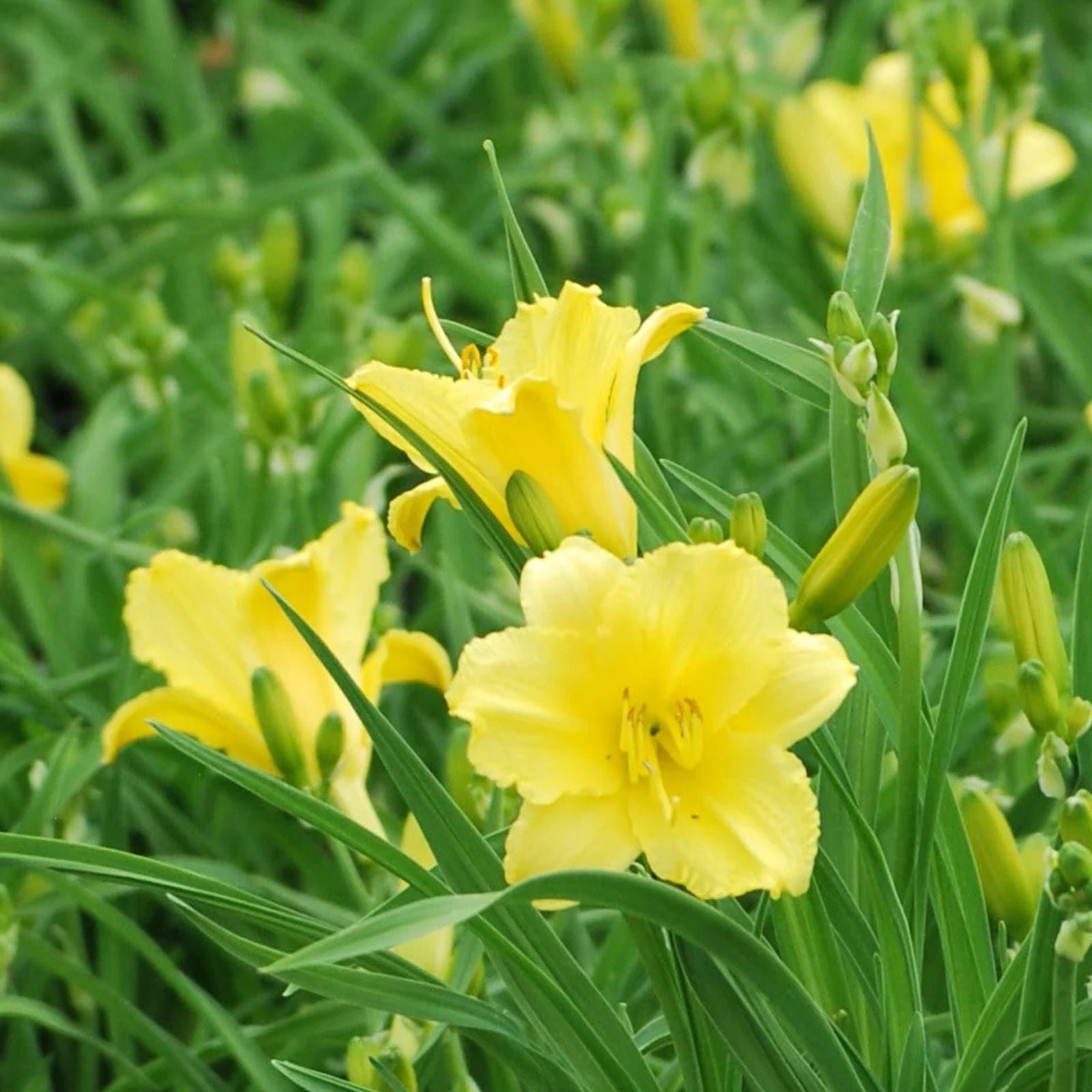 Daylily Seeds 30 Fresh Happy Returns Variety Hemerocallis Perennial Flower Seeds for Garden Planting