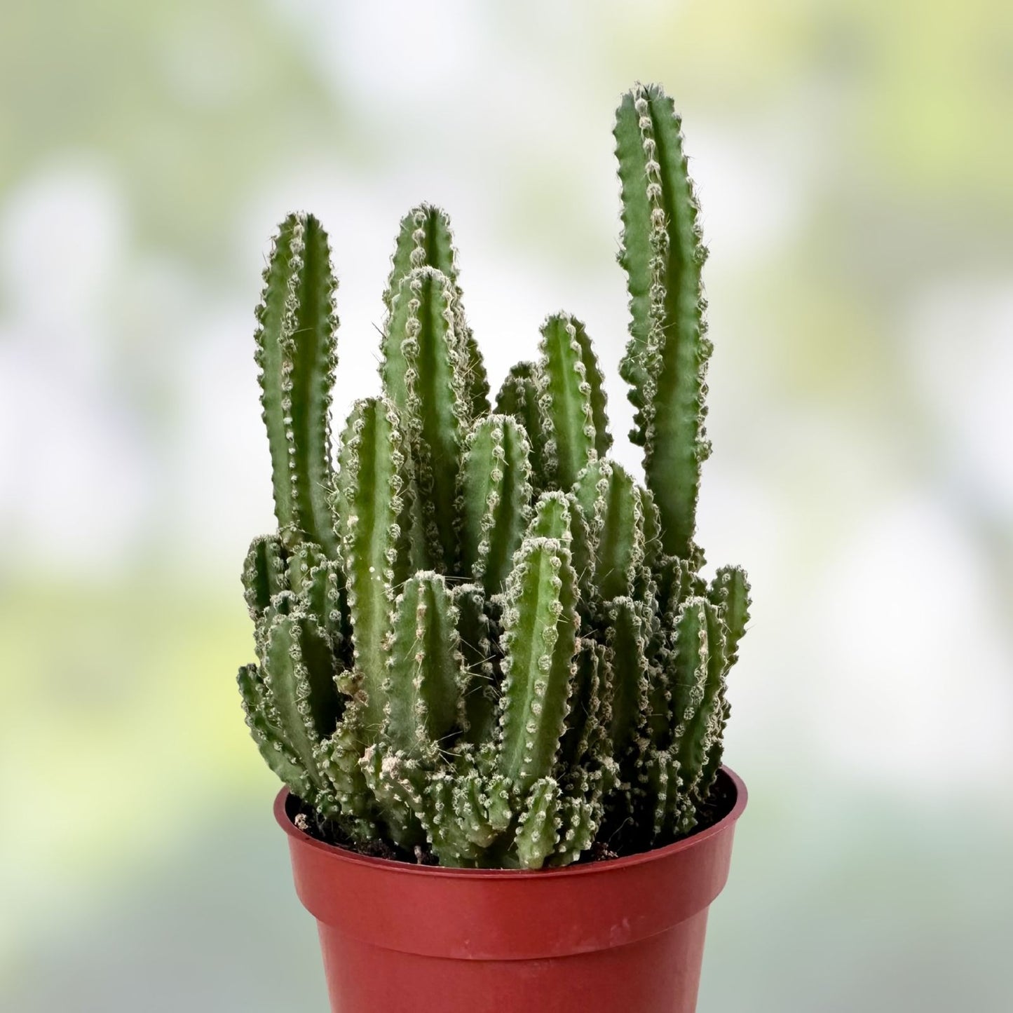 Rooted Dendrocereus Nudiflorus Cactus Cutting - Unique Indoor & Outdoor Succulent Plant