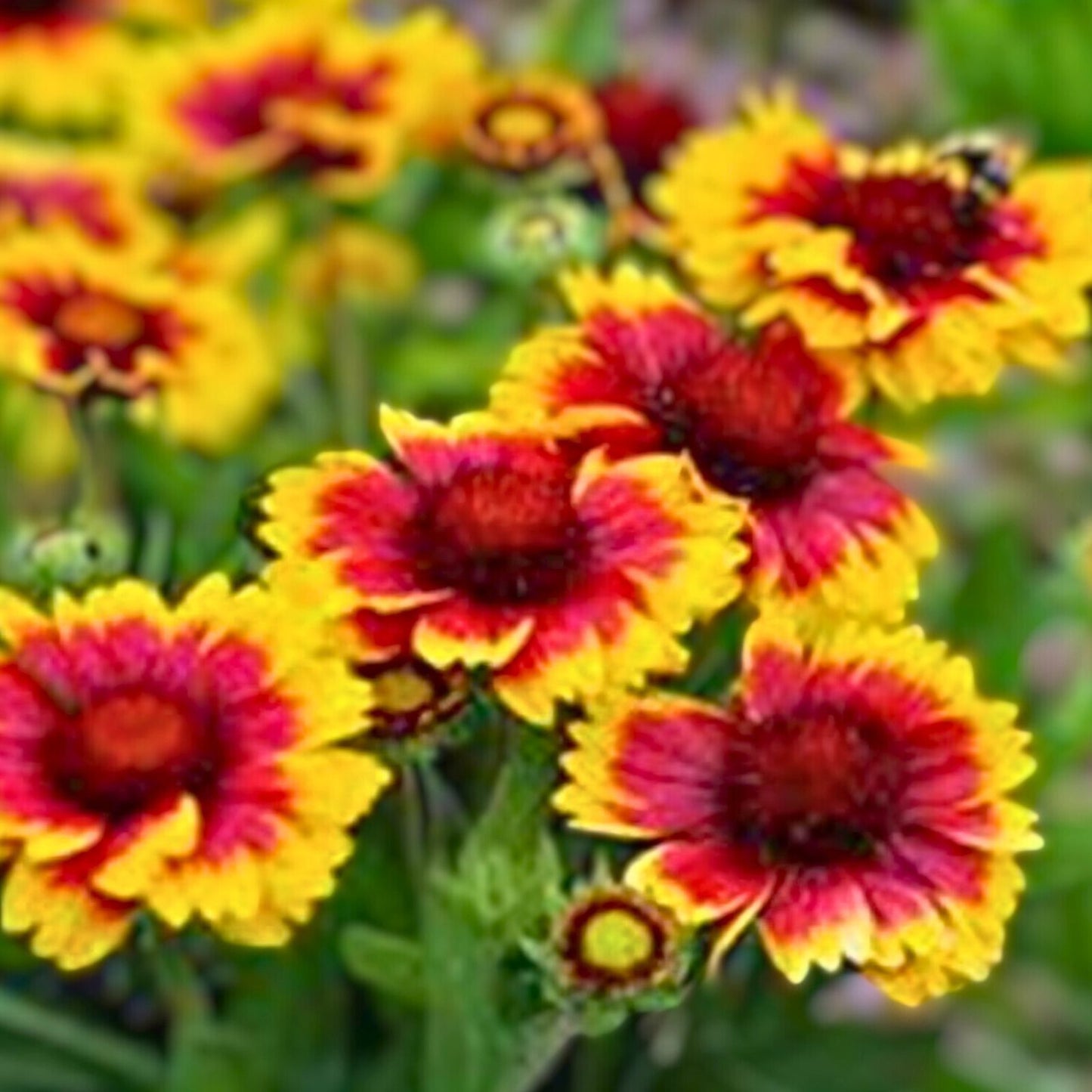 Gaillardia Seeds 100 Count Arizona Sun Variety Bright Large Cut Flower Gaillardia pulchella