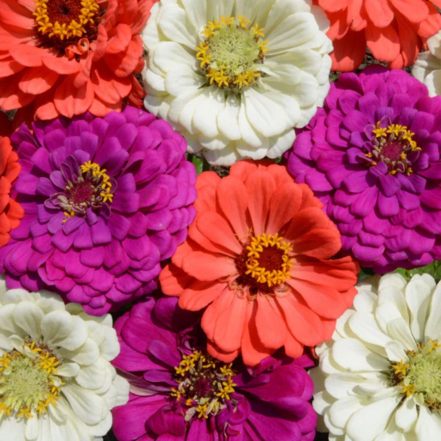 Zinnia Seed Mix 200 Organic Seeds Colorful South of The Border Variety USA Grown Flower Seeds