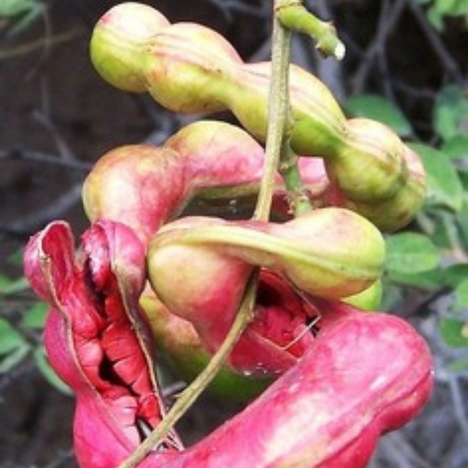 Manilla Tamarind Seeds - 20 Seeds Madras Thorn Fruit - Tamarindus indica - Tropical Tree Seeds for Planting and Gardening