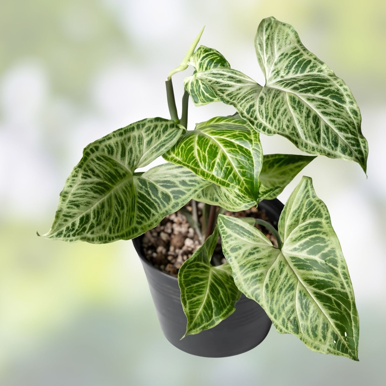 Syngonium Batik Plant - Potted Rooted Indoor Houseplant - Variegated Arrowhead Vine - Syngonium podophyllum