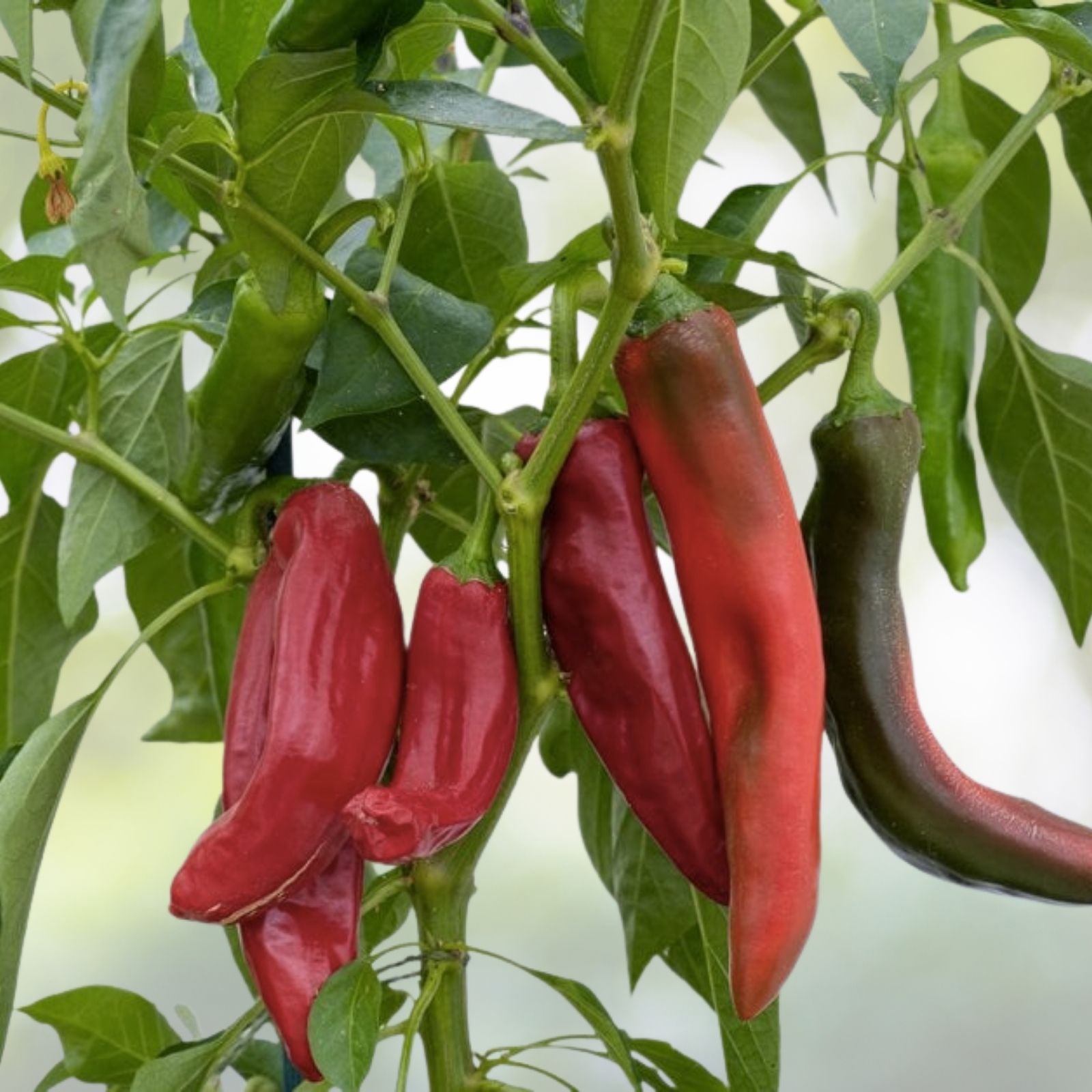 Anaheim Chili Pepper Seeds | NON-GMO Heirloom | Capsicum annuum | Fresh Garden Seeds