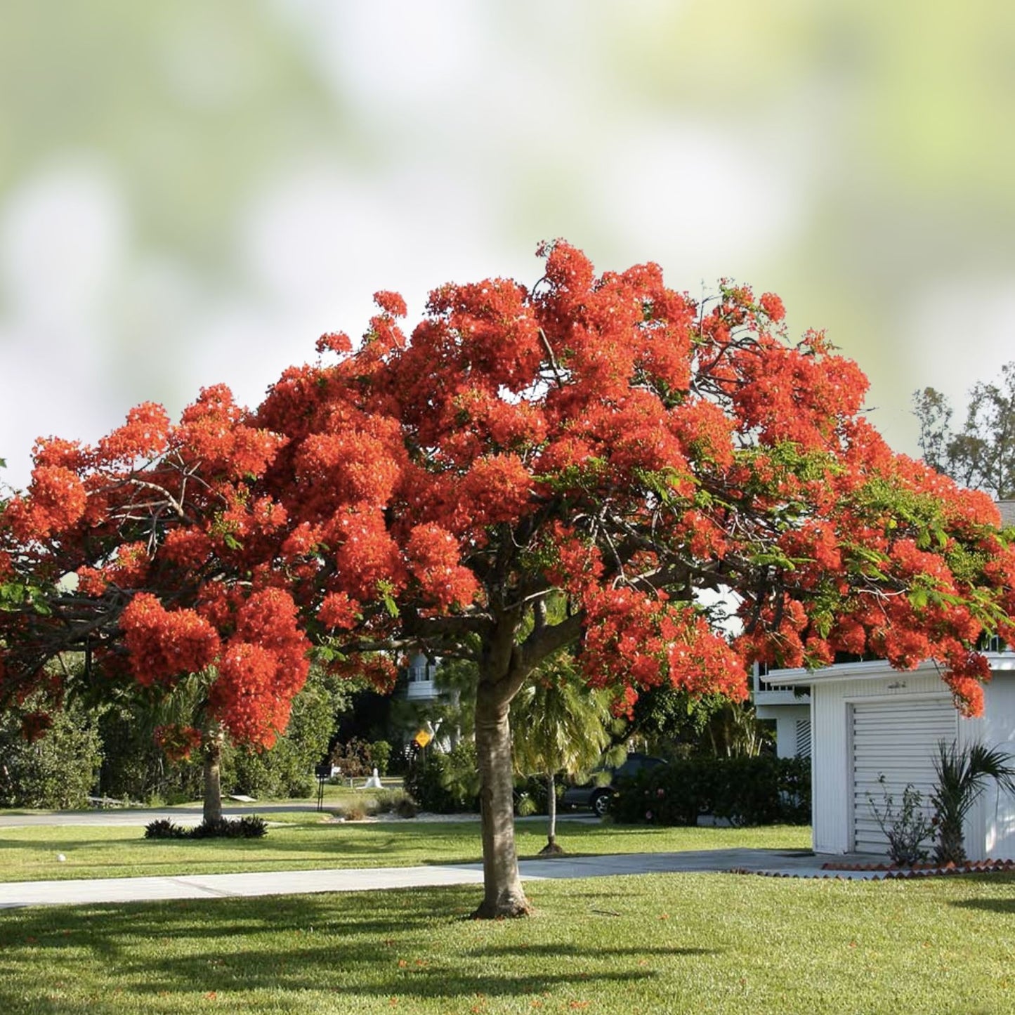 20 Seeds Delonix regia Royal Poinciana Flame Tree Tropical Garden Plant Flamboyant Red Flowers