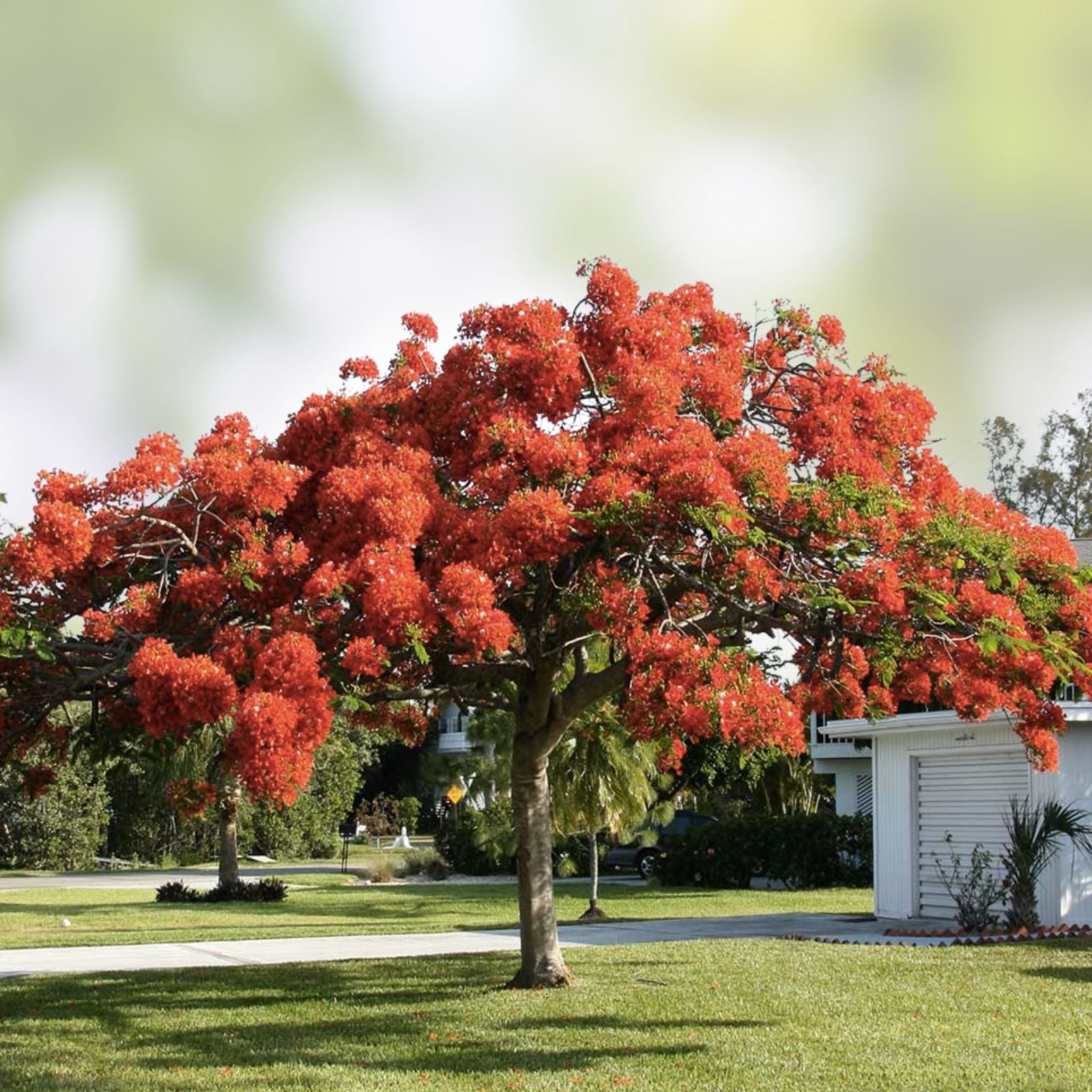 20 Seeds Delonix regia Royal Poinciana Flame Tree Tropical Garden Plant Flamboyant Red Flowers