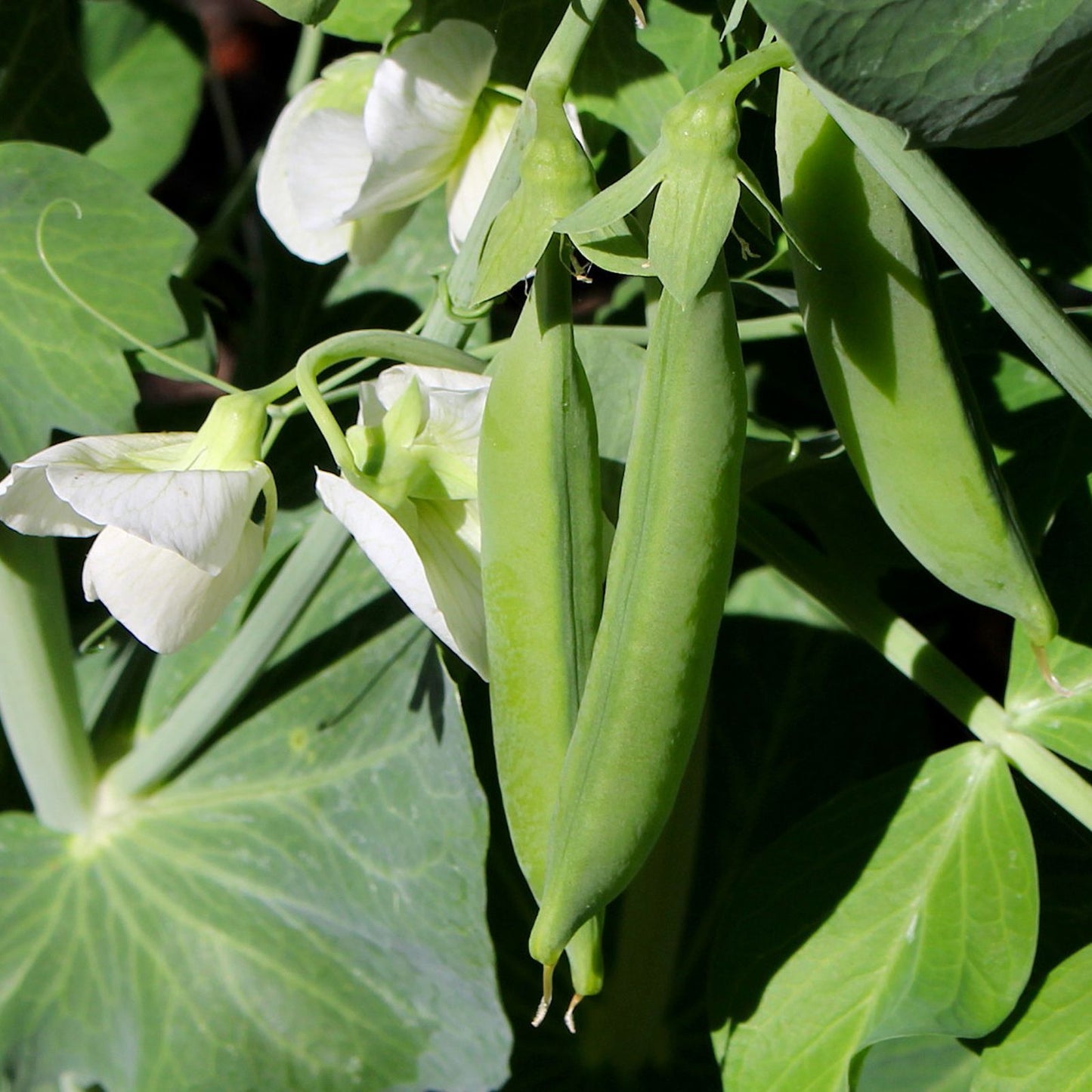 Jade Snap Bush Bean Seeds – 50+ Non-GMO Heirloom Vegetable Seeds – Phaseolus vulgaris