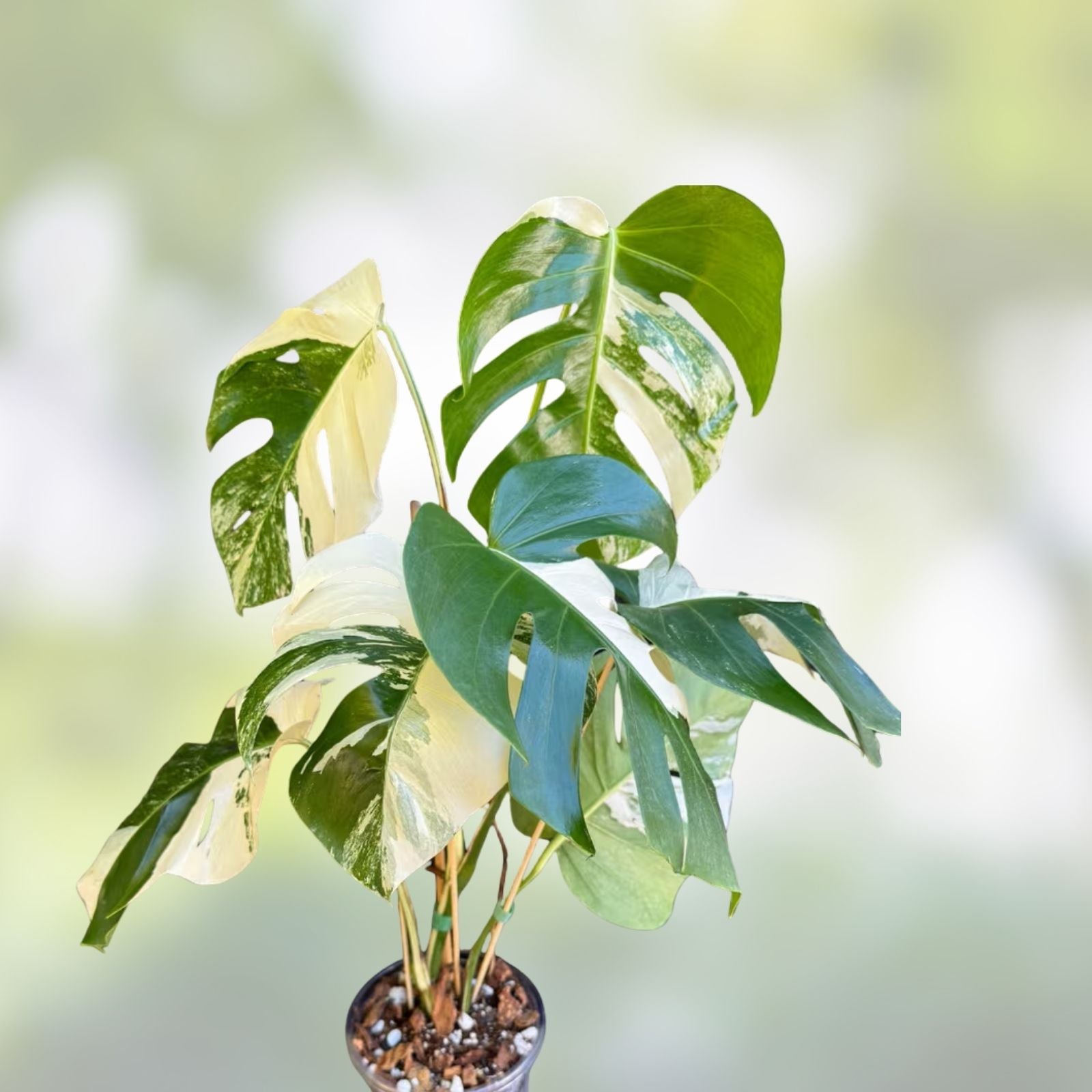 Monstera Albo Borsigiana Cutting - Rare Variegated Houseplant - Monstera Deliciosa Variegata