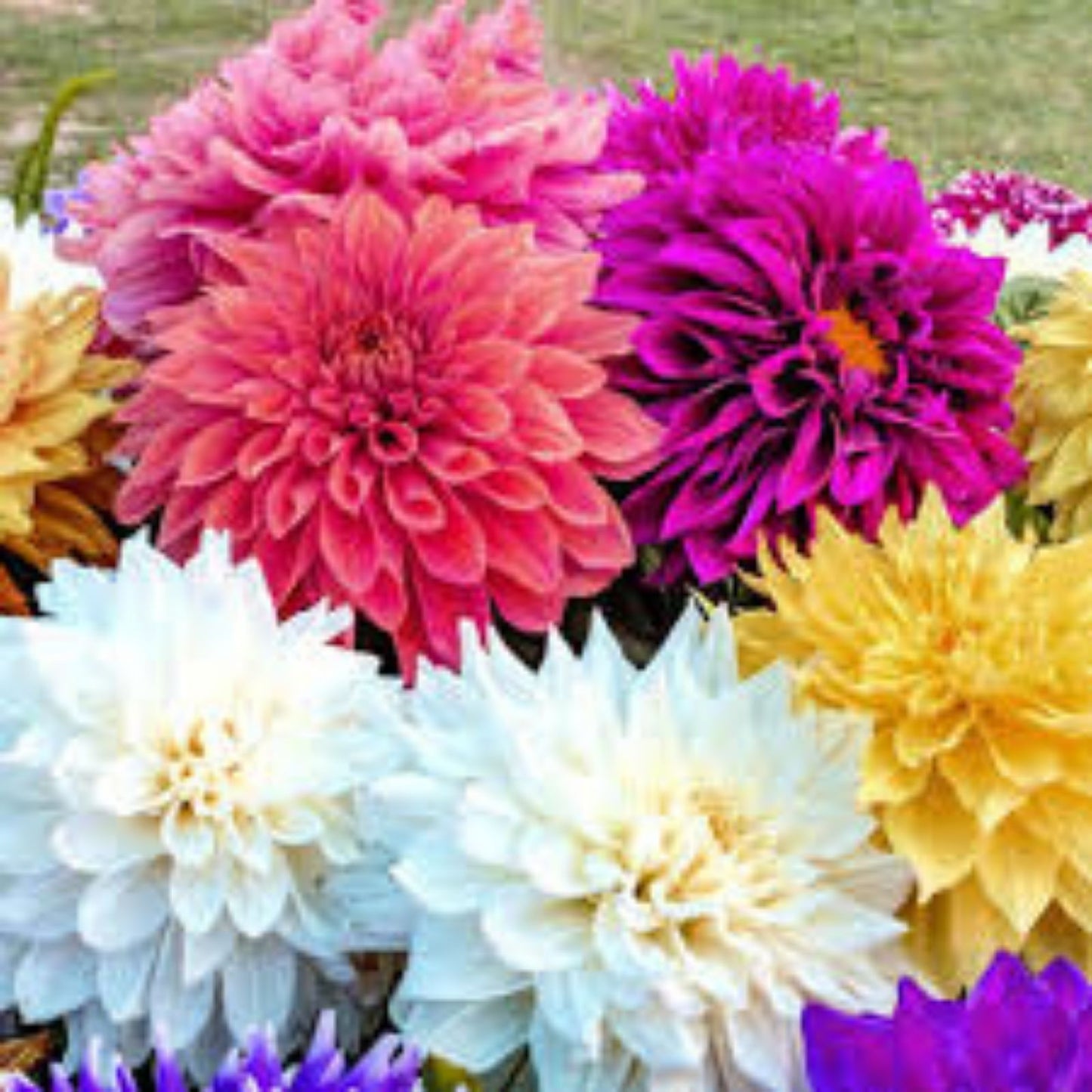 Mixed Dinnerplate Dahlia Bulbs - Large 3 Tubers - Assorted Colors - Dahlia pinnata Flower Bulbs