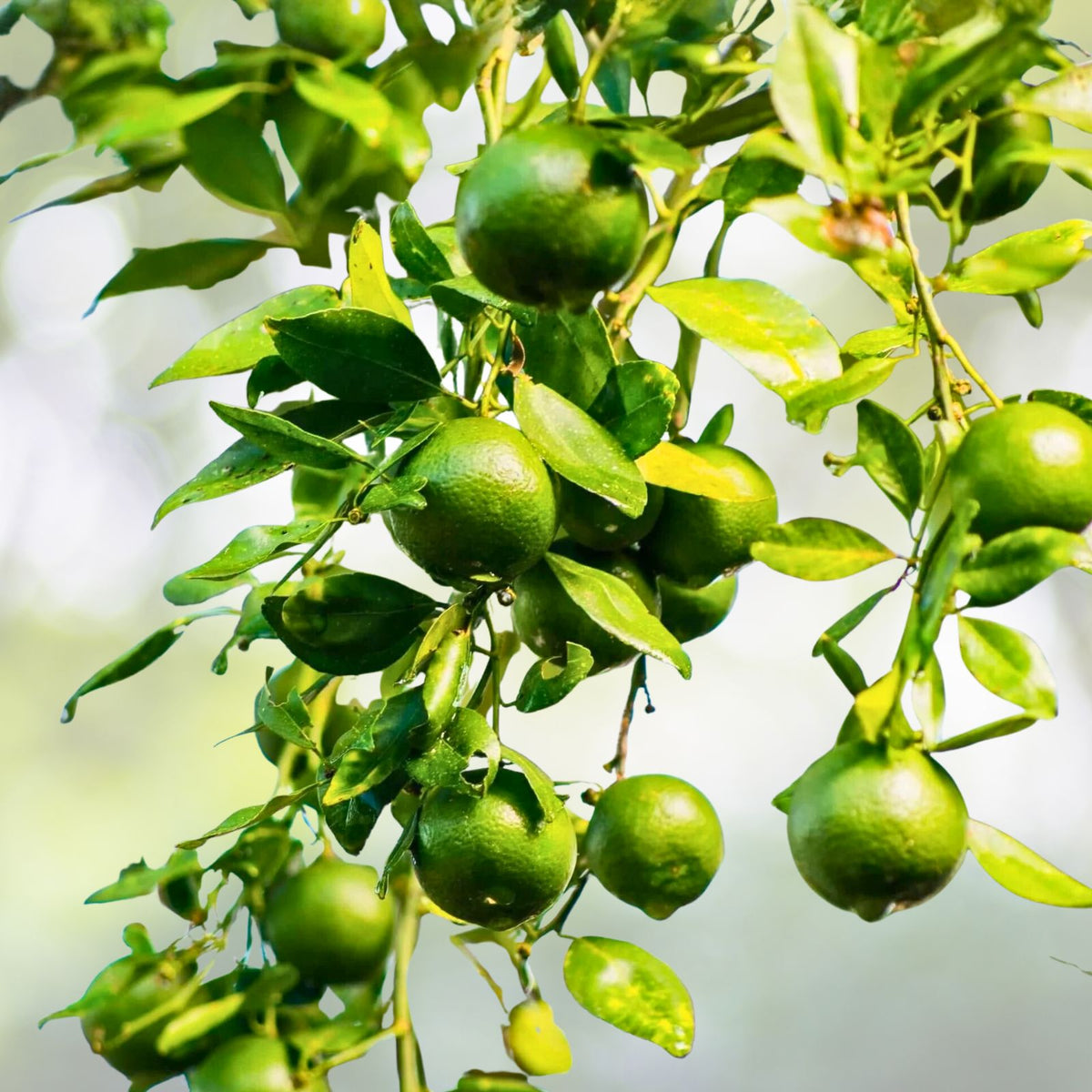 Key Lime Tree Plant 2 Gallon - Citrus aurantiifolia - Home Garden Citrus Plant - Fresh Key Limes