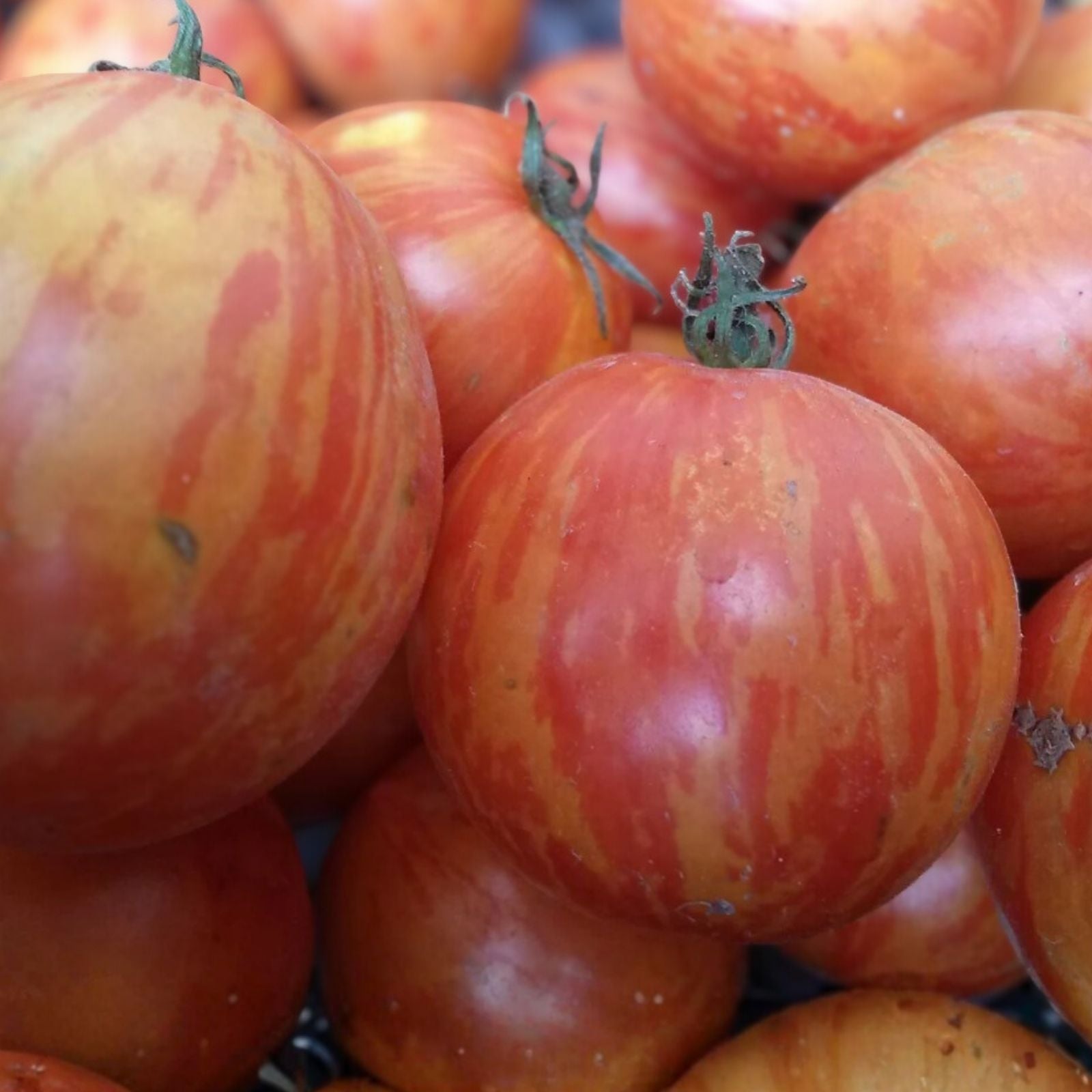 Red Zebra Tomato Seeds, Organic 20-Pack, Heirloom Variety, Lycopersicon esculentum, USA Grown, Ships Free