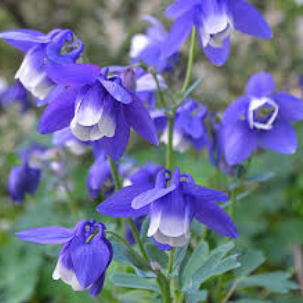 Blue Dream Columbine Seeds 50 Organic Perennial Aquilegia caerulea USA Grown Free Shipping