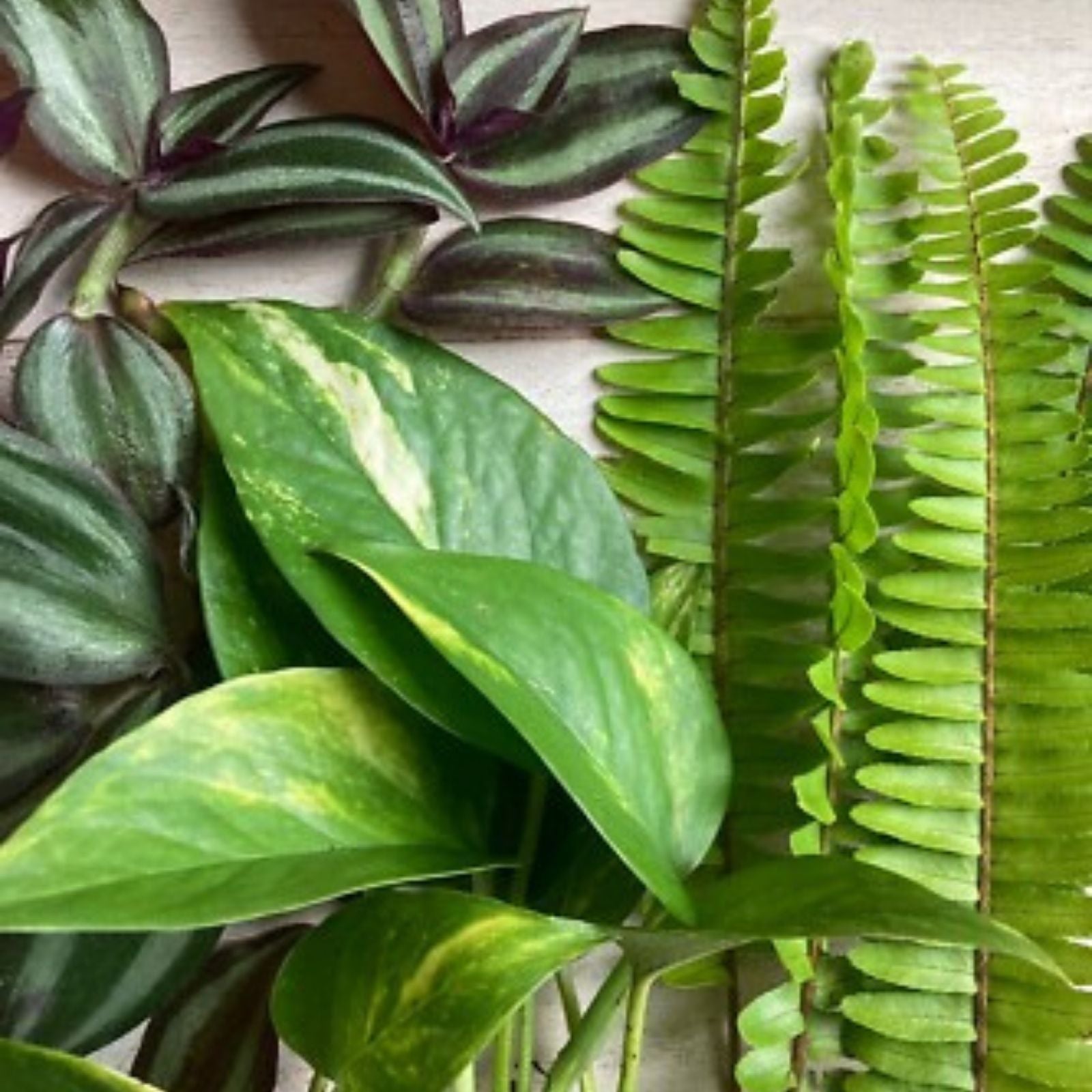 Live Rooted Plant Cuttings 15 Pack – Pothos, Ferns, Wandering Jew – Indoor Houseplants for Home & Office
