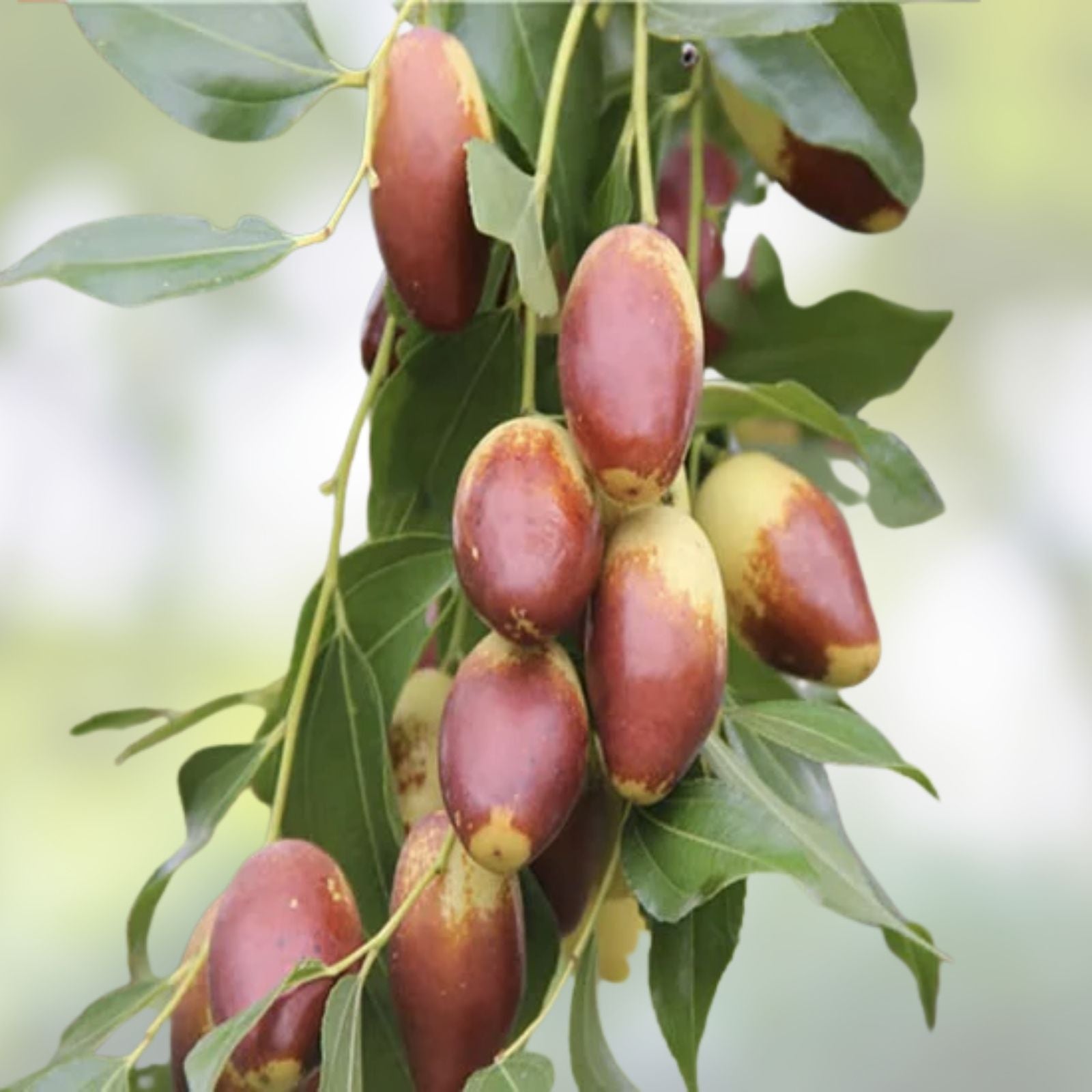 Tigertooth Jujube Tree Cutting - 8" Graft Scion Wood - Ziziphus jujuba 'Tiger Tooth' - Edible Fruit Tree Propagation