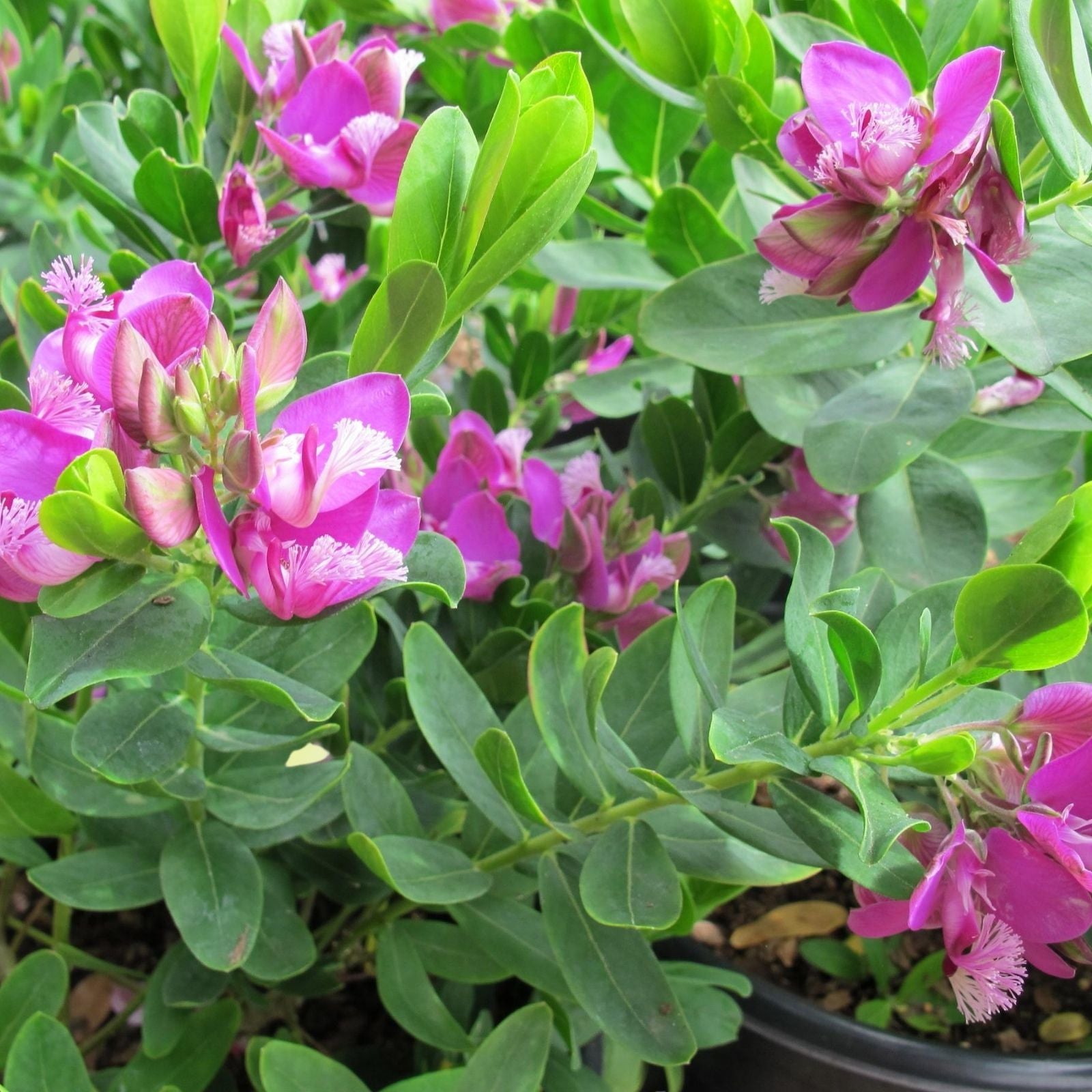 Live Plant Cuttings 6" Polygala Myrtifolia Sweet Pea Bush Pink Blue Purple Green Foliage 7 Pack