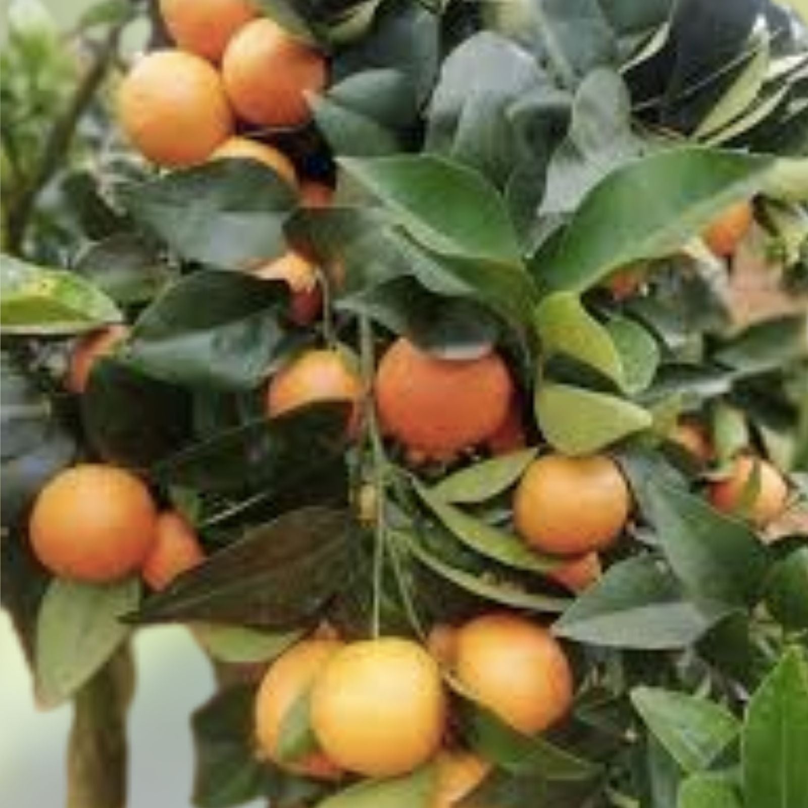 Unrooted Pixie Mandarin Cuttings - 6 Pack, Grow Your Own Citrus Trees, Citrus reticulata 'Pixie'