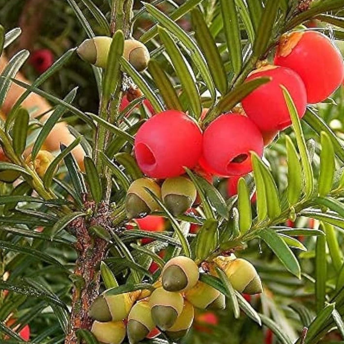 English Yew Tree Seeds - 10 Pack - Taxus baccata - Hardy Evergreen Conifer for Landscaping and Gardening