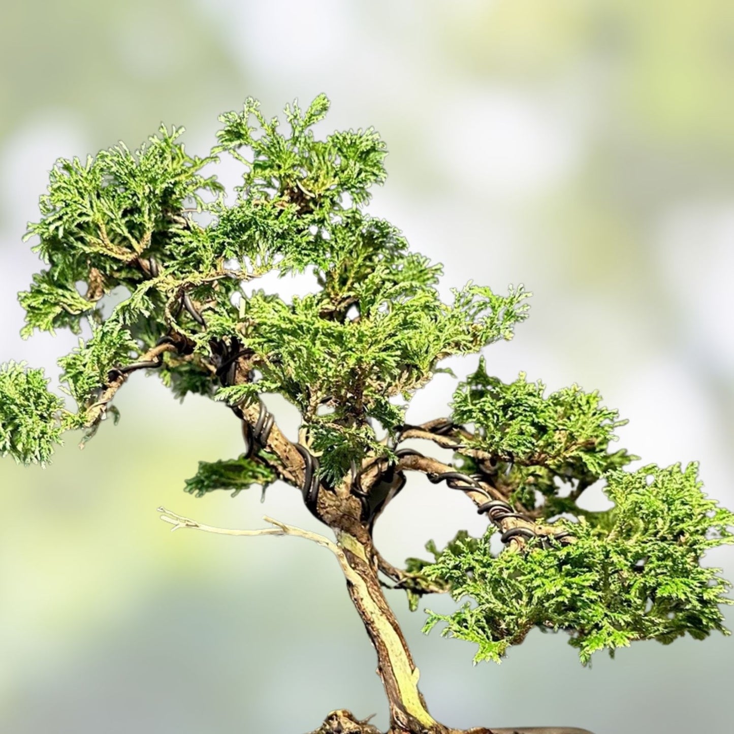 Mame Bonsai Tree Tsukumo Cypress 7 Years in Japanese Pot, Chamaecyparis Pisifera, Miniature Conifer Plant