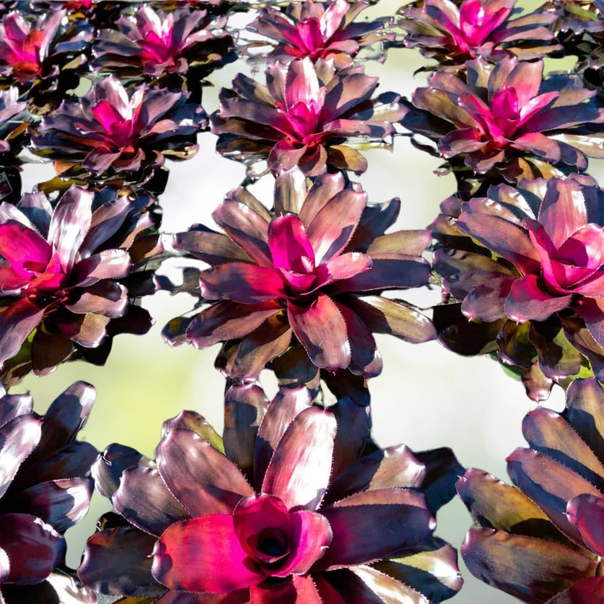 Neoregelia Passion Plant - Vibrant Chartreuse Green & Pink Foliage - Neoregelia spp. - Ideal for Landscape Design