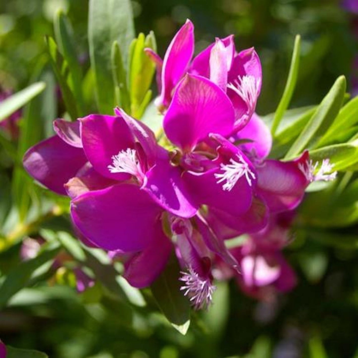 Polygala Myrtifolia Sweet Pea Bush 6" Live Flower Plant Cuttings - Vibrant Milkwort for Gardens and Indoor Decor