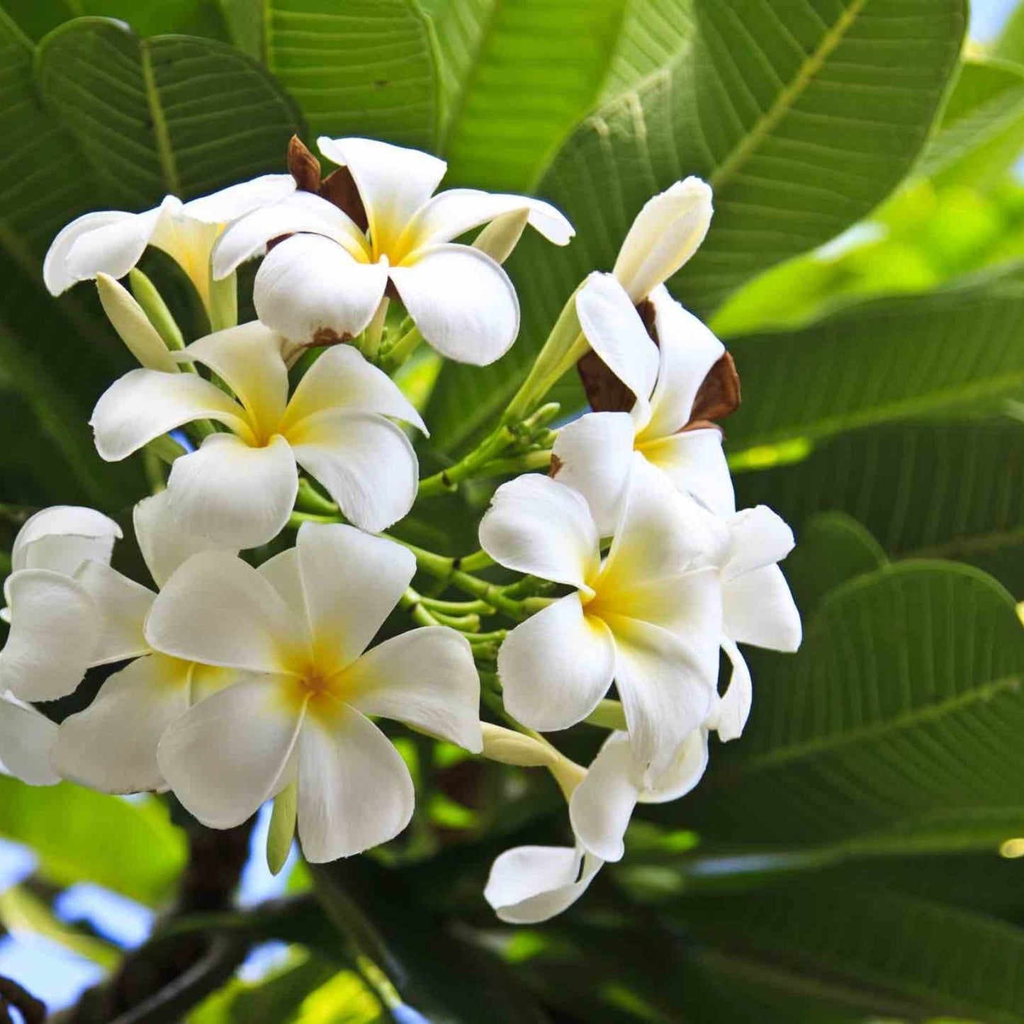 Plumeria Cuttings | Colorful Flowering Variety | Frangipani | Plumeria spp,