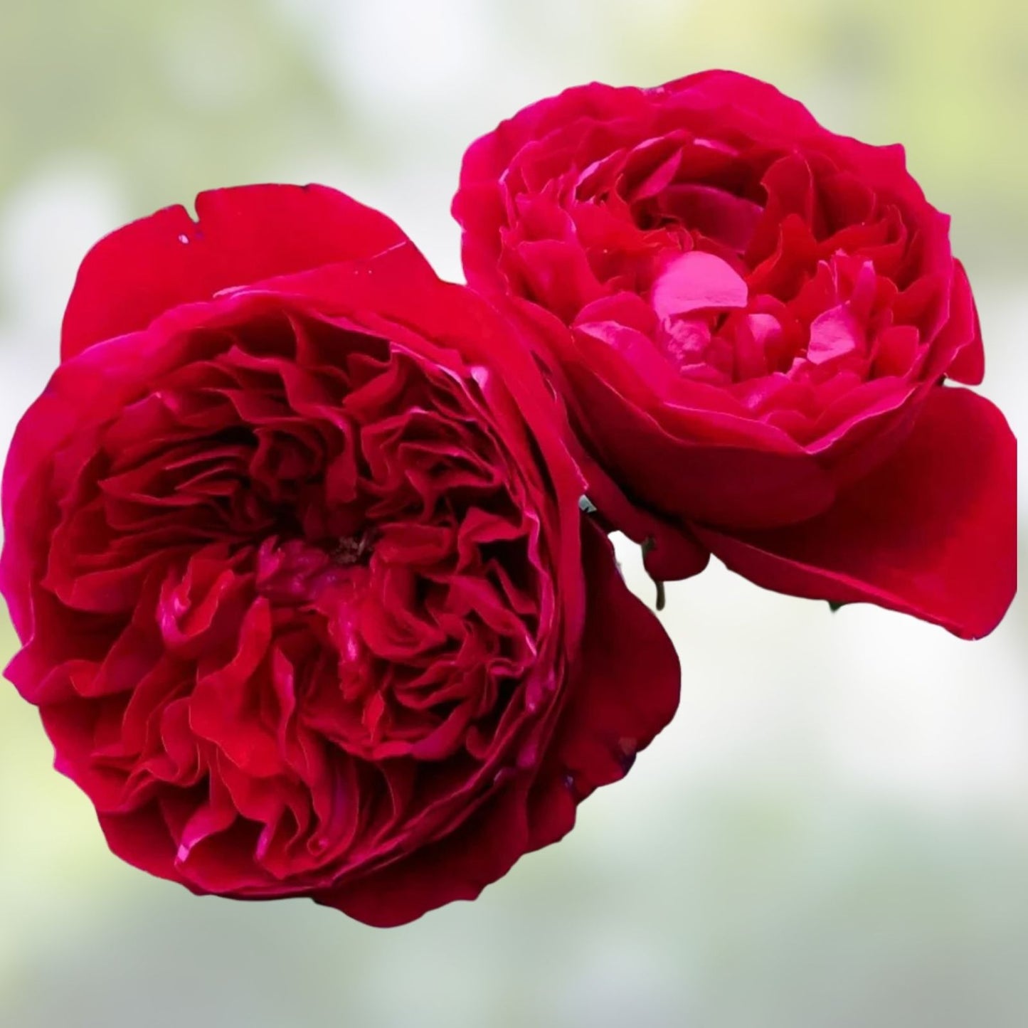Super Rare Rouge Royal Red Rose Cuttings – 3 Rooting Grafting Cuttings – Rosa 'Rouge Royal' – Elegant Deep Red Flowering Plant
