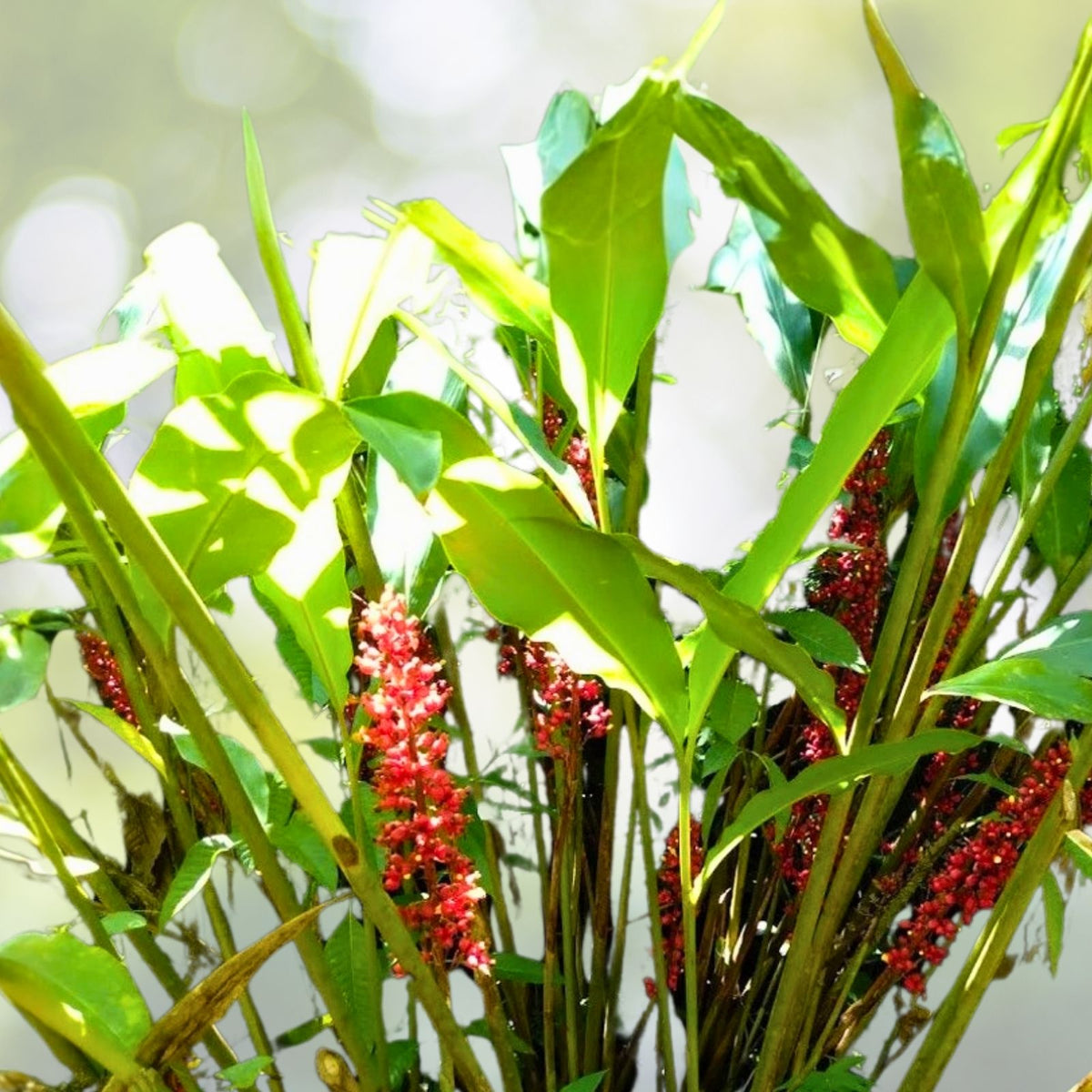 Renealmia alpinia Ginger Rhizomes - 2 Fresh Edible Ginger Plants - Easy to Grow, Shade-Loving, Exotic Flowers