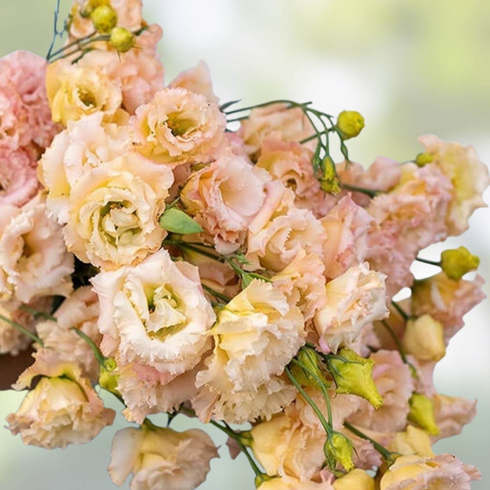Champagne Lisianthus Flower Seeds - 20 Pelleted Seeds for Planting - Eustoma grandiflorum - Elegant Pink Blooms