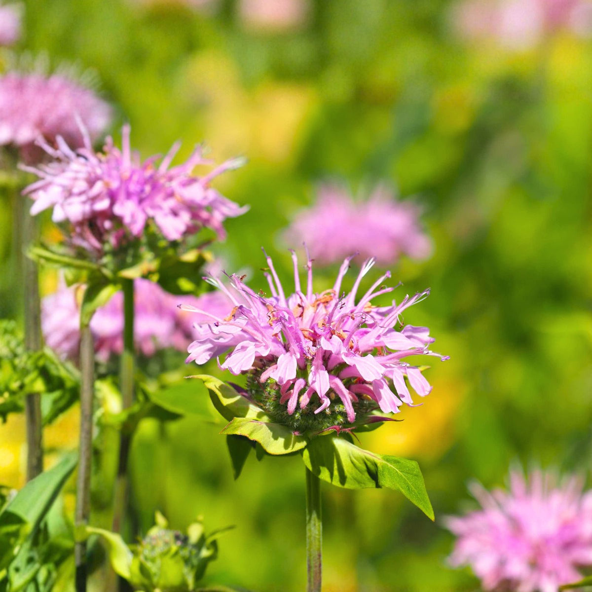 Bee Balm Live Plant 4" 9" Tall Organic Perennial Monarda Fistulosa Beneficial for Bees Hummingbirds Non GMO