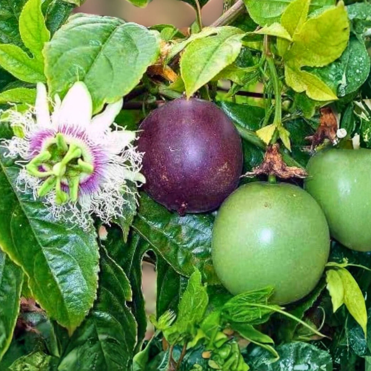 Fresh Passion Fruit Seeds - 20 Pack - Sweet Passiflora edulis - Abundant Producer - Easy to Grow for Containers