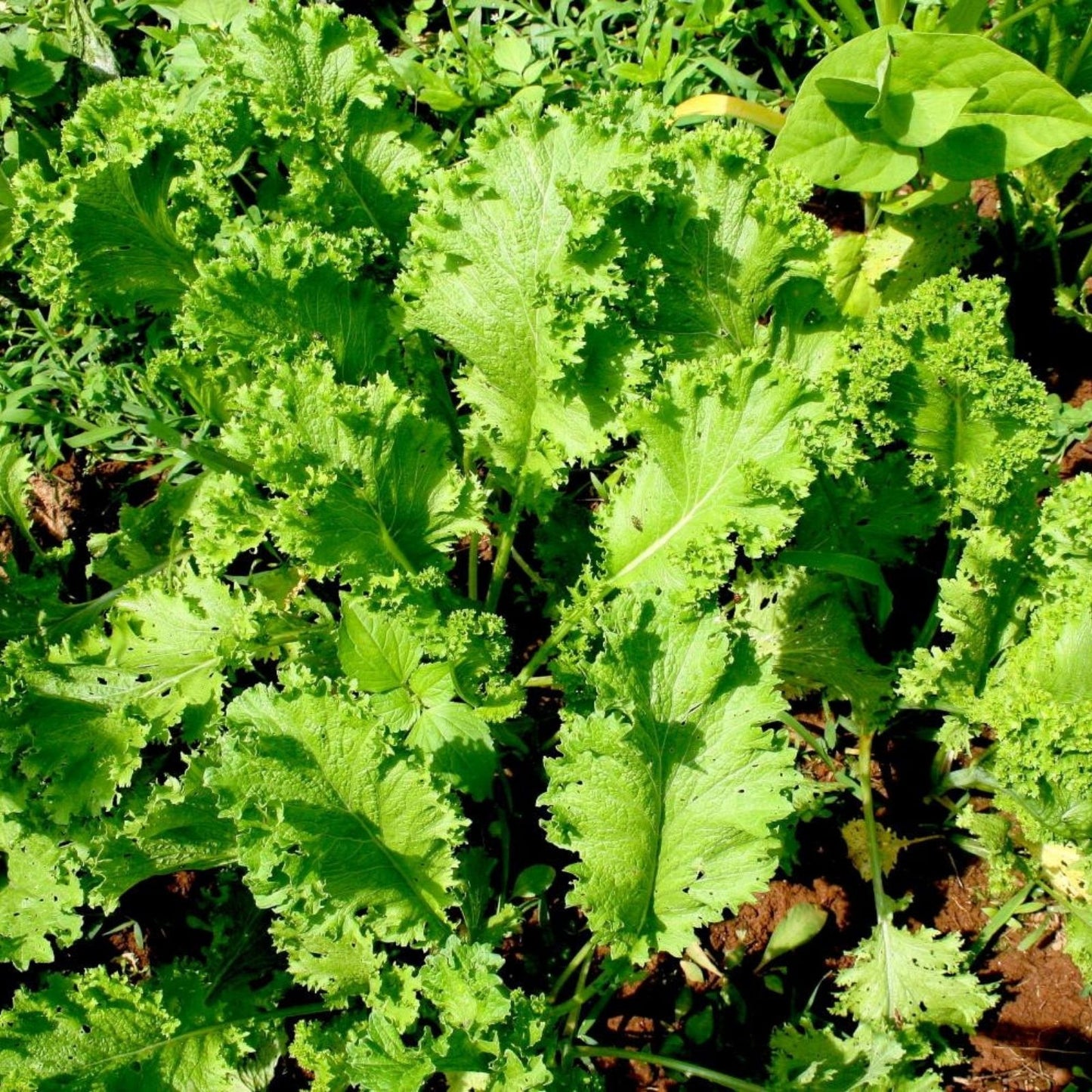 Mustard Greens Seeds Heirloom Non-GMO Old-Fashioned Variety 25+ Seeds Brassica juncea Vegetable Seeds