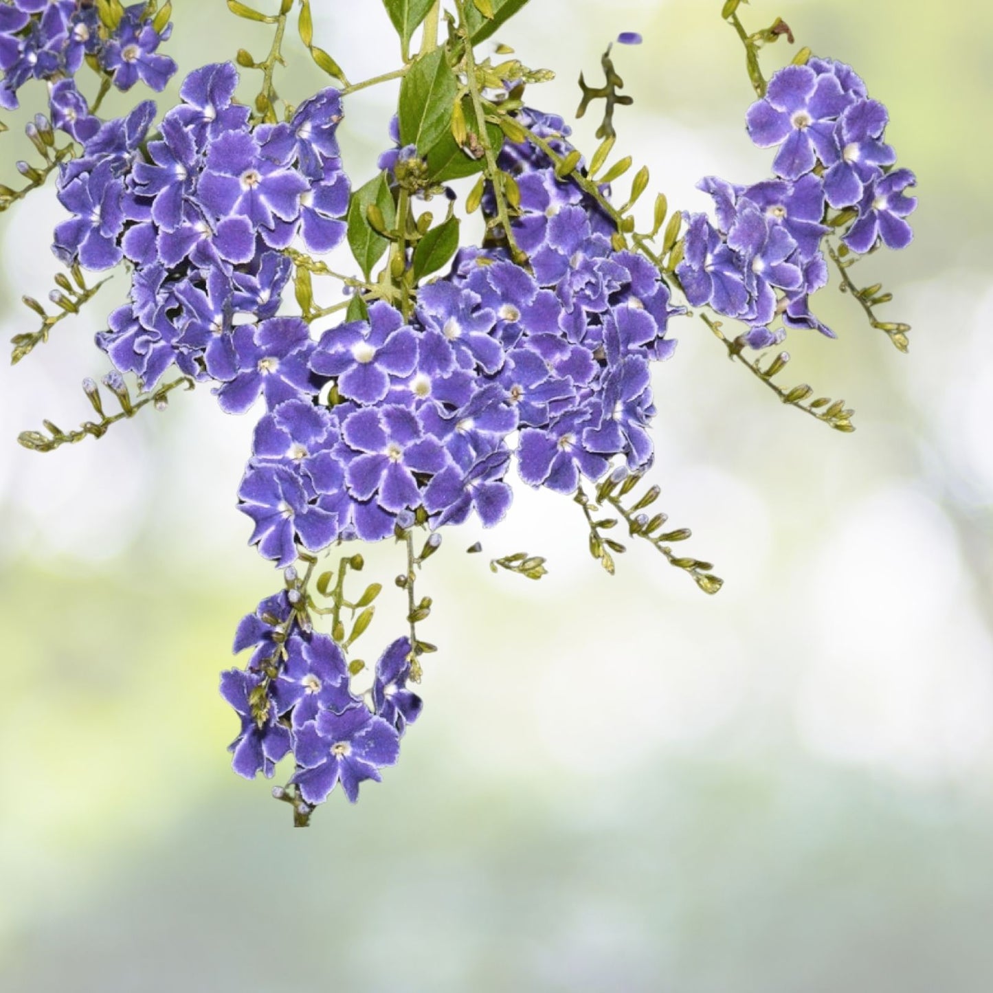Sky Flower Seeds - Duranta repens Ornate Shrub - 10+ Seeds - Free Shipping