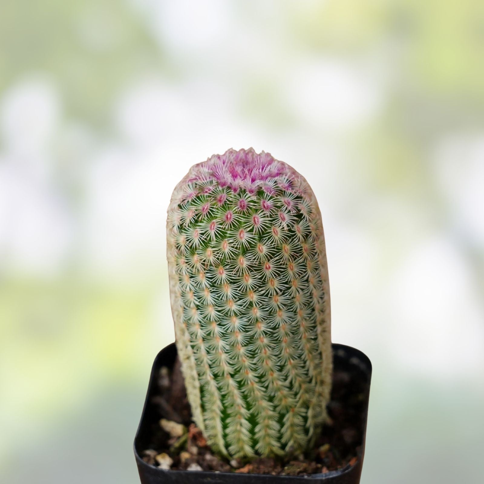 Echinocereus rayonensis Cactus Plant - Live Succulent with Unique Spines - Indoor and Outdoor Decor
