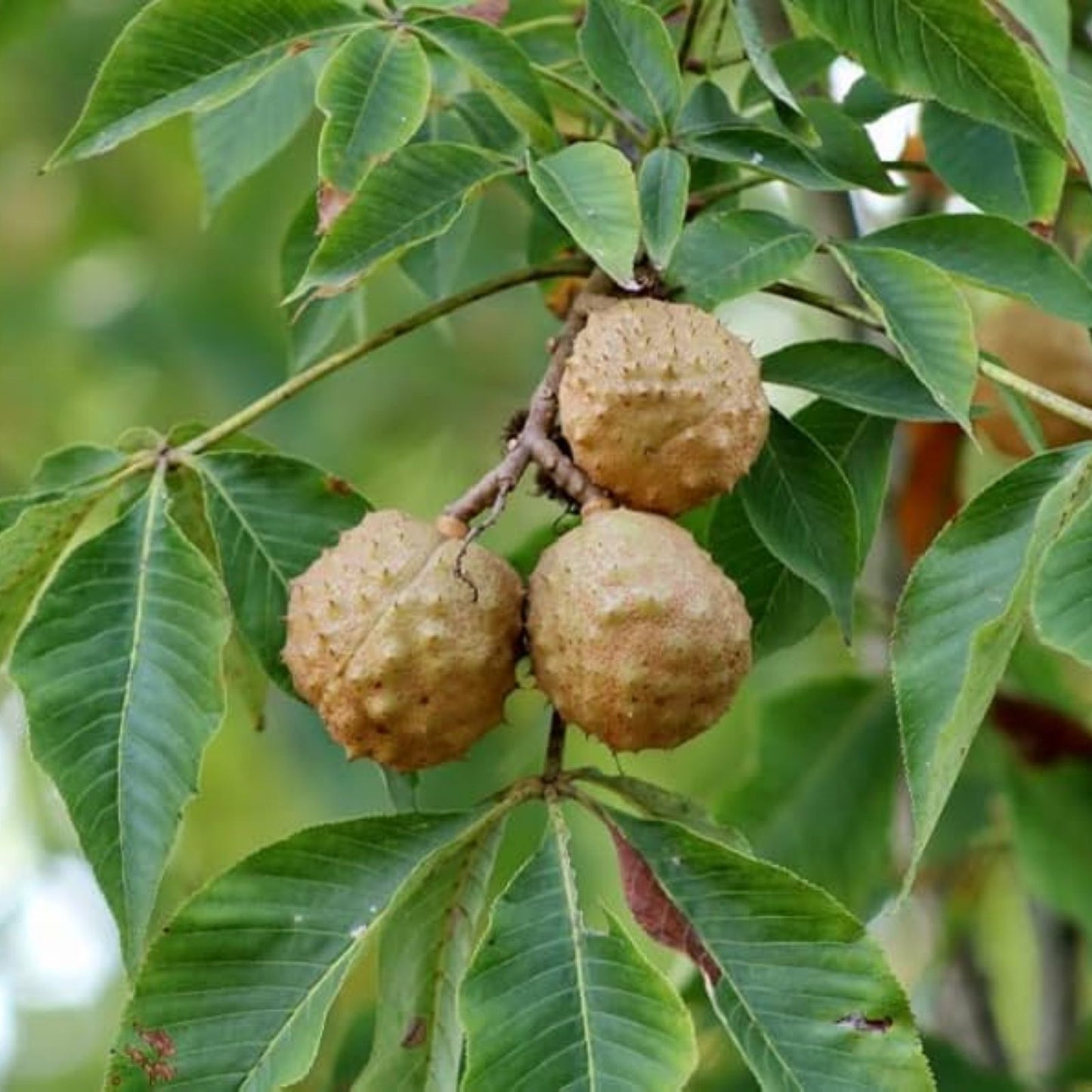 Buckeye Tree Seeds 2 Pack for Planting, Ohio State Tree, Aesculus glabra, Native Tree Seeds for Gardening and Landscaping