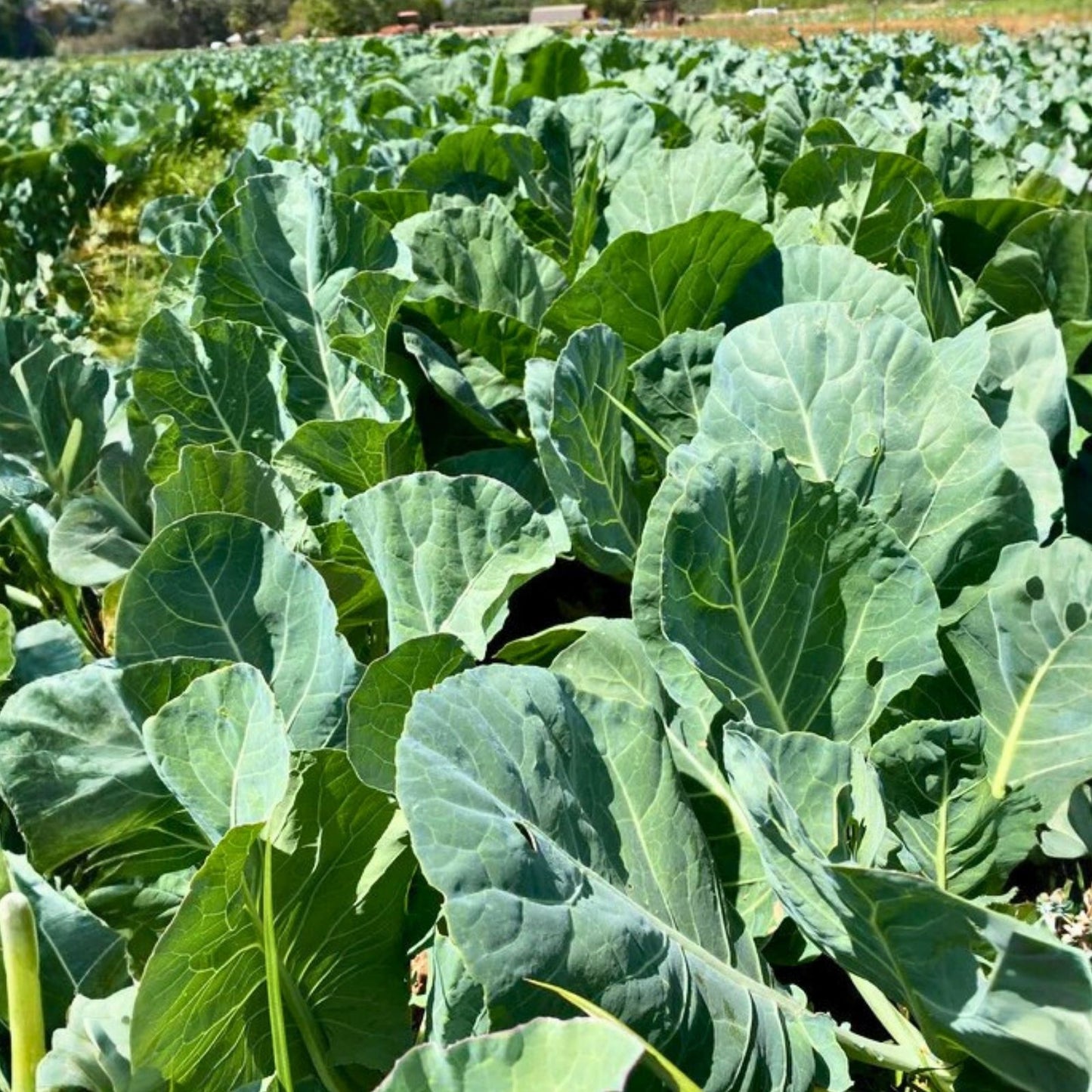 Champion Heirloom Collard Green Seeds – 1000 Non-GMO Brassica oleracea Seed Pack for Organic Gardening