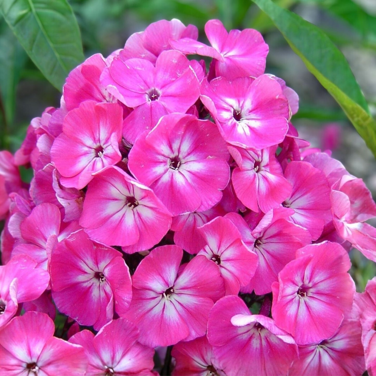 Creeping Phlox Starter Plants Set of 2 - Mix Colors Pink White Lavender - Phlox subulata Ground Cover Plants