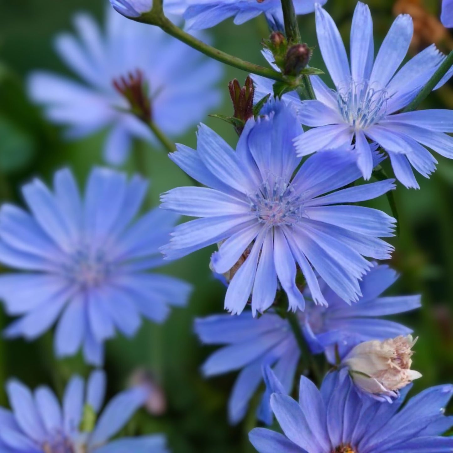 Bluest Blue Chicory Seeds - 100+ for Cut Flowers - Cichorium intybus - Bright Blue Flower Seeds for Garden and Floral Arrangements