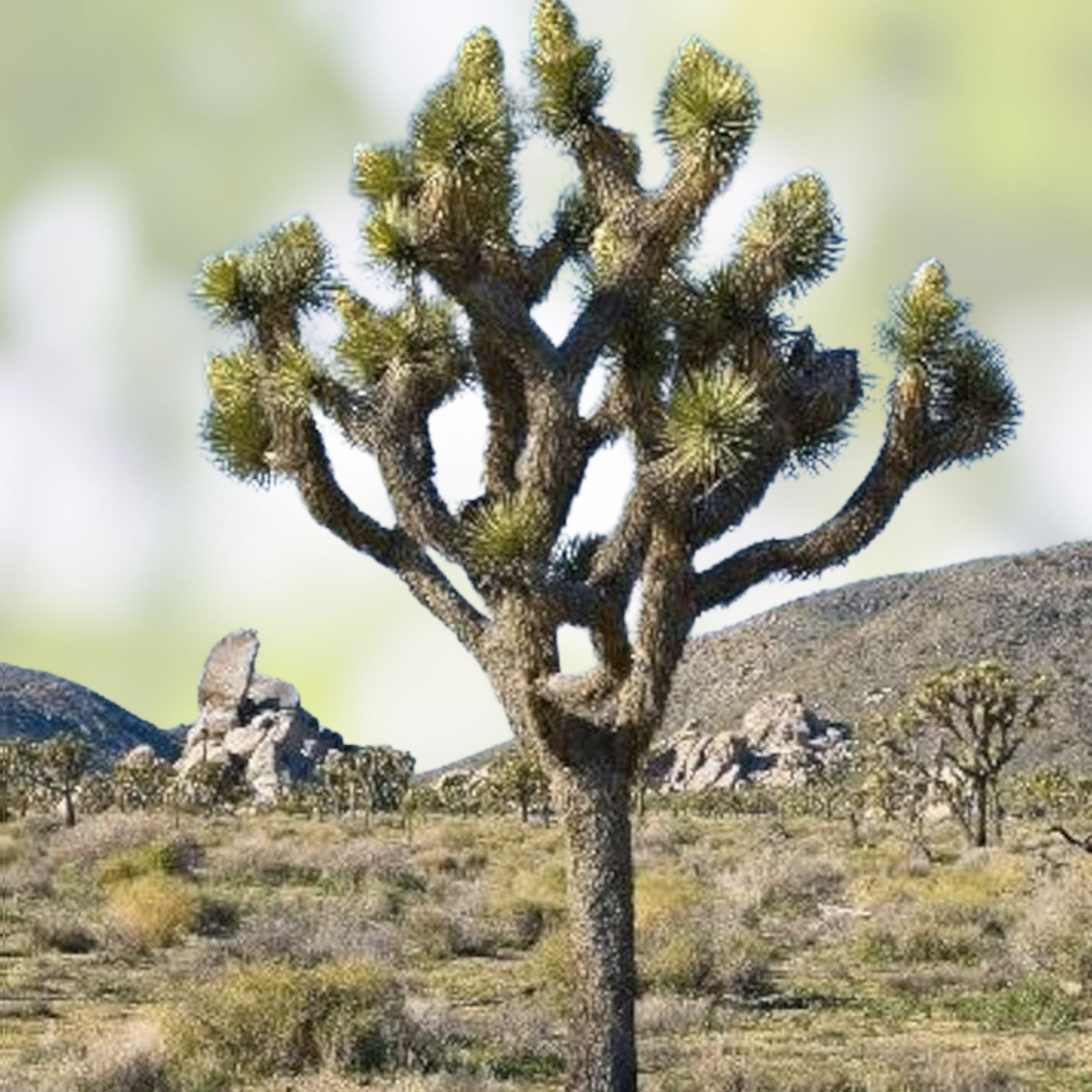 Joshua Tree Bonsai Seeds - 10 Pack - Yucca brevifolia - Drought Tolerant Indoor Plant Seeds