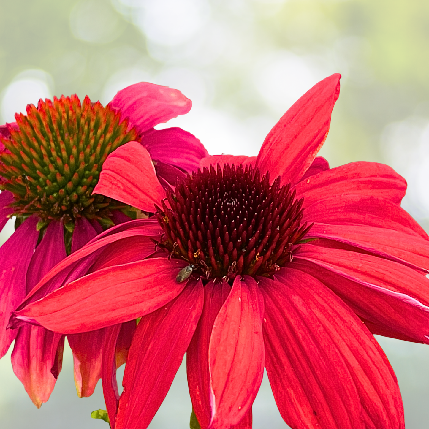 Echinacea Starter Plant - Cheyenne Spirit Coneflower - Colorful Perennial - Echinacea purpurea