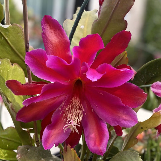 Epiphyllum Unrooted Cutting Orchid Cactus Succulent Giant Fuchsia Cereus Plant