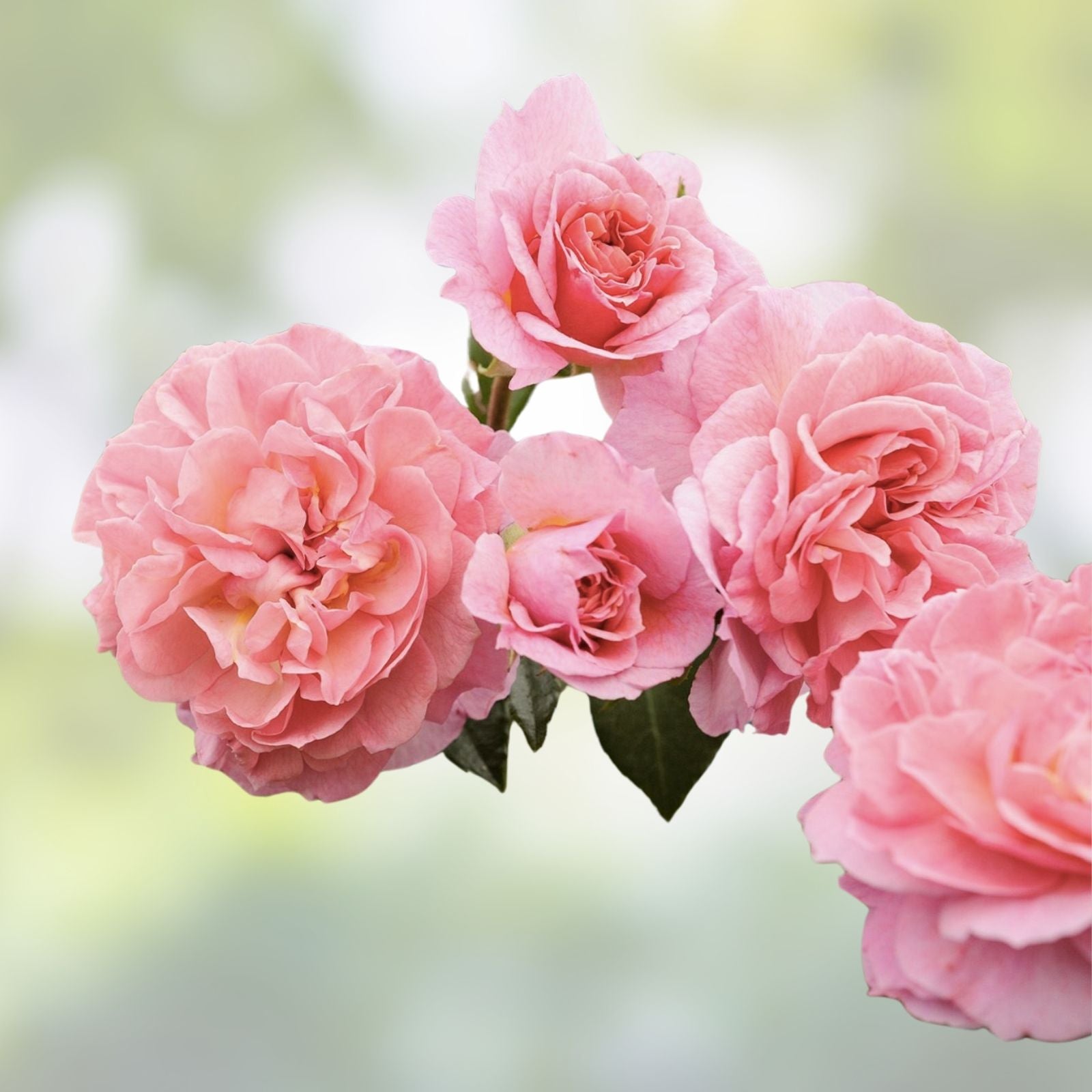 Fragrant English Climber Rose Cuttings – 3 Unrooted Stem Cuttings – Rosa 'Ausmove' Garden Plant