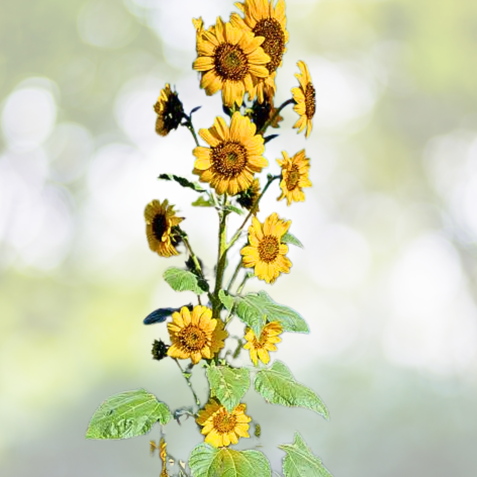 50pcs Multi-Headed Sunflower Seeds - Rare Garden Bloom - Helianthus annuus