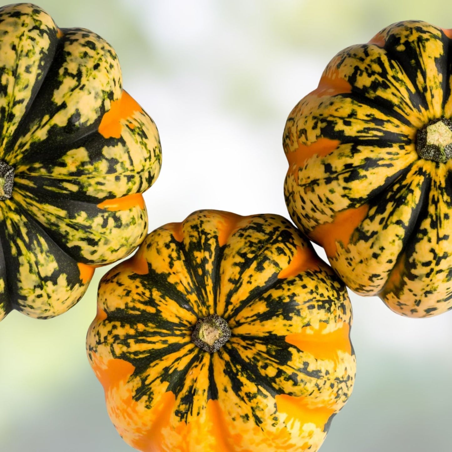 Carnival Squash Seeds - 10 Organic Seeds - Cucurbita pepo - USA Grown, Non-GMO, Heirloom, Vegetable Seeds