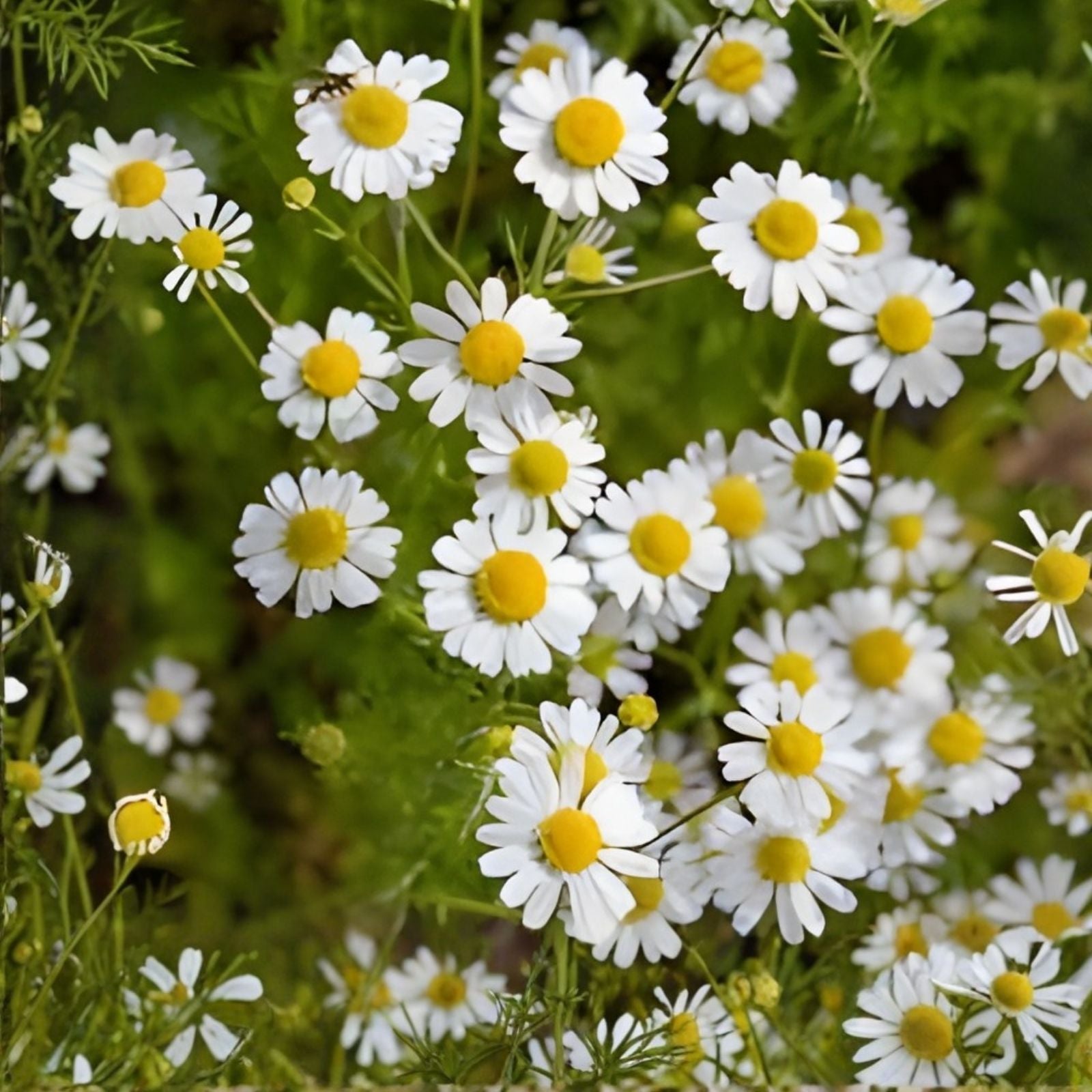 Roman Chamomile Seeds - 500 Seeds - Aromatic Herb for Gardening and Herbal Teas - Anthemis nobilis