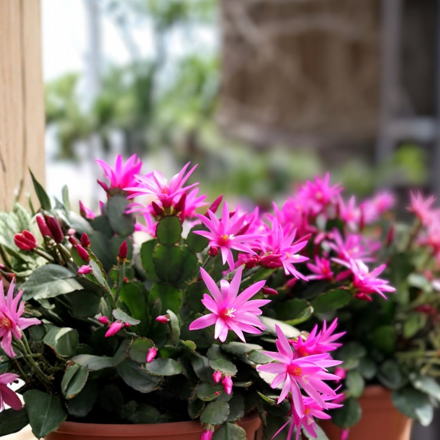Easter Cactus Cuttings - 3 Rhipsalidopsis Hatiora Succulent Propagation Plant Rare Cuttings