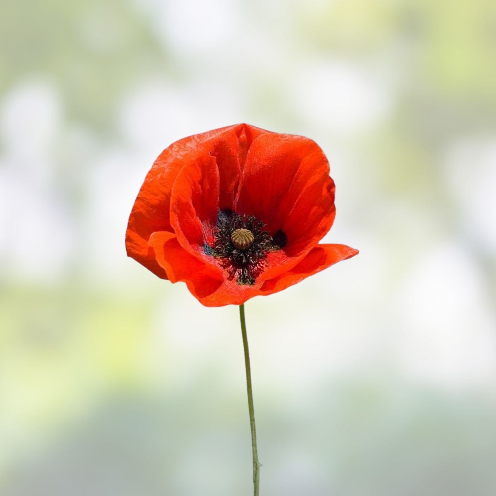Red Poppy Seeds 100+ Seeds - Stunning Red Papaver rhoeas Wildflower Seeds for Garden Planting