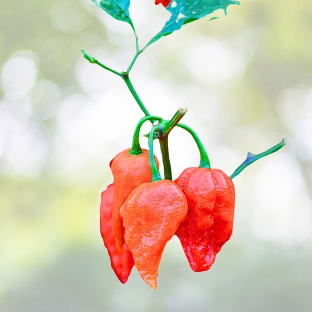 Red Ghost Pepper Plants - 2 Bhut Jolokia per Pot - Live Hot Chili Peppers - 4" Pot - Capsicum chinense