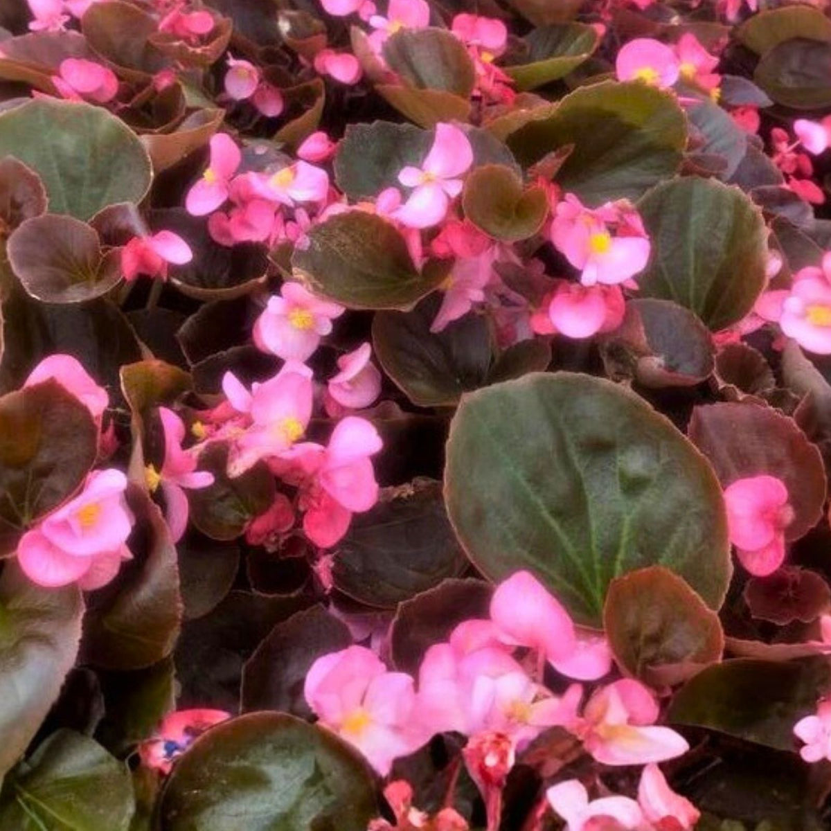 Vintage Grace Begonia Seeds 45 or 125 Non-GMO Flower Seeds for Garden Planting Begonia spp.