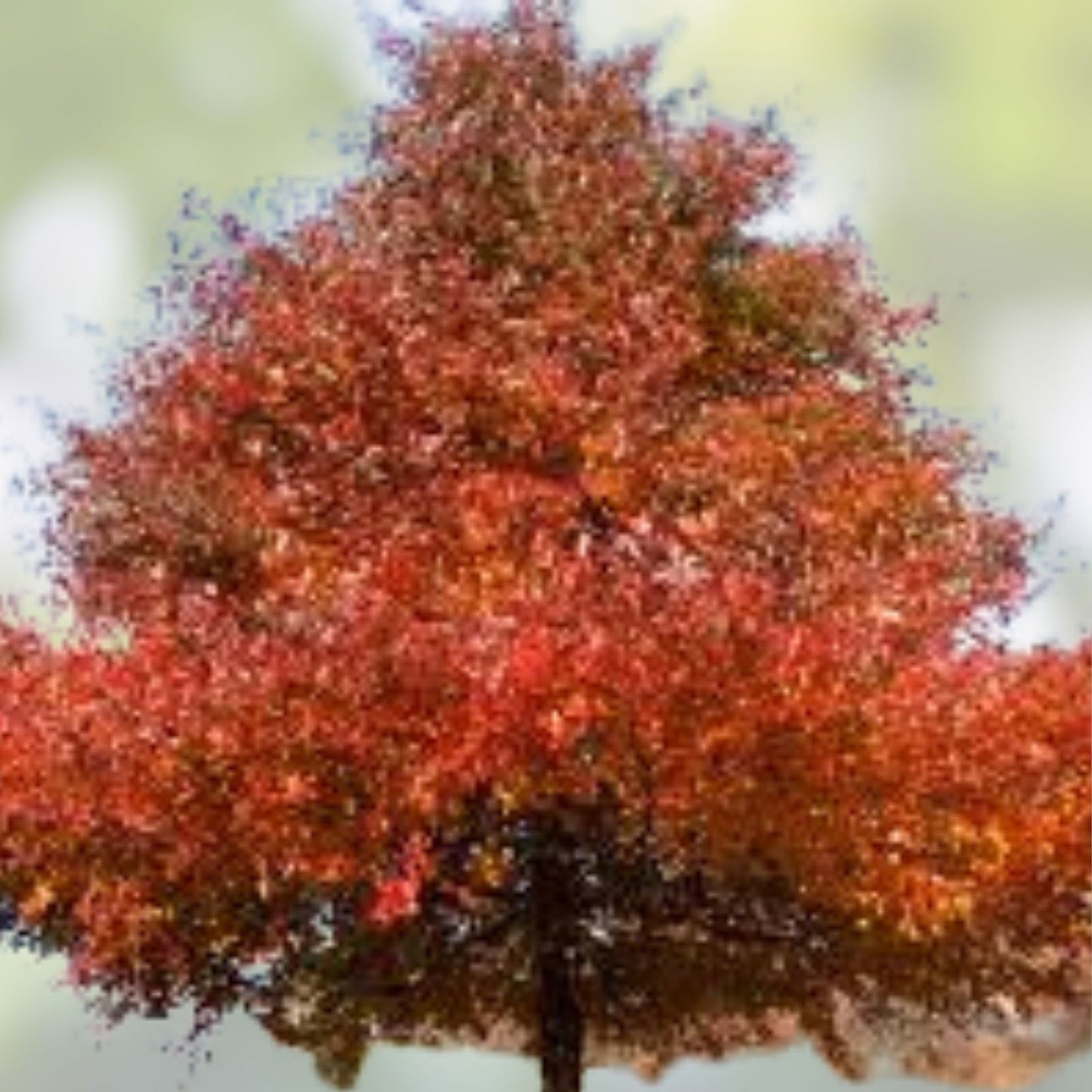 Wildfire Black Tupelo Tree Seeds - 10 Pack, Edible & Medicinal Fruits, Nyssa sylvatica, Native Hardwood Tree Seeds